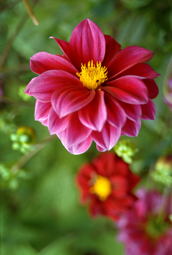 dahlia.jpg