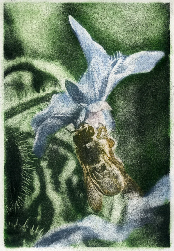 Borage and bee s.jpg