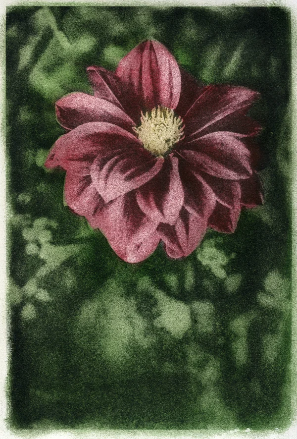 Dahlia s.jpg