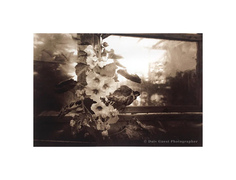 Hollyhocks s.jpg