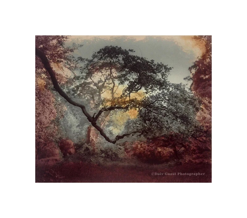 Tree Branch s.jpg