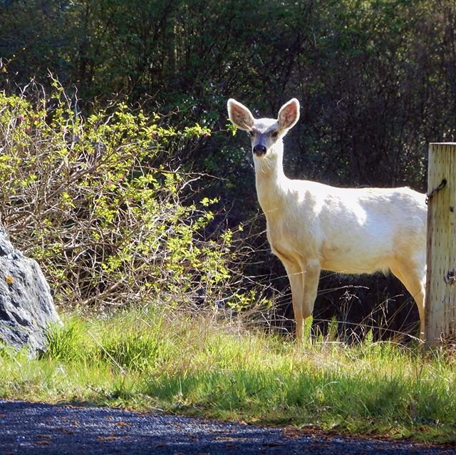 I&rsquo;d like to think this white deer appearing on our property symbolizes good things to come for us all. #whidbeyisland
