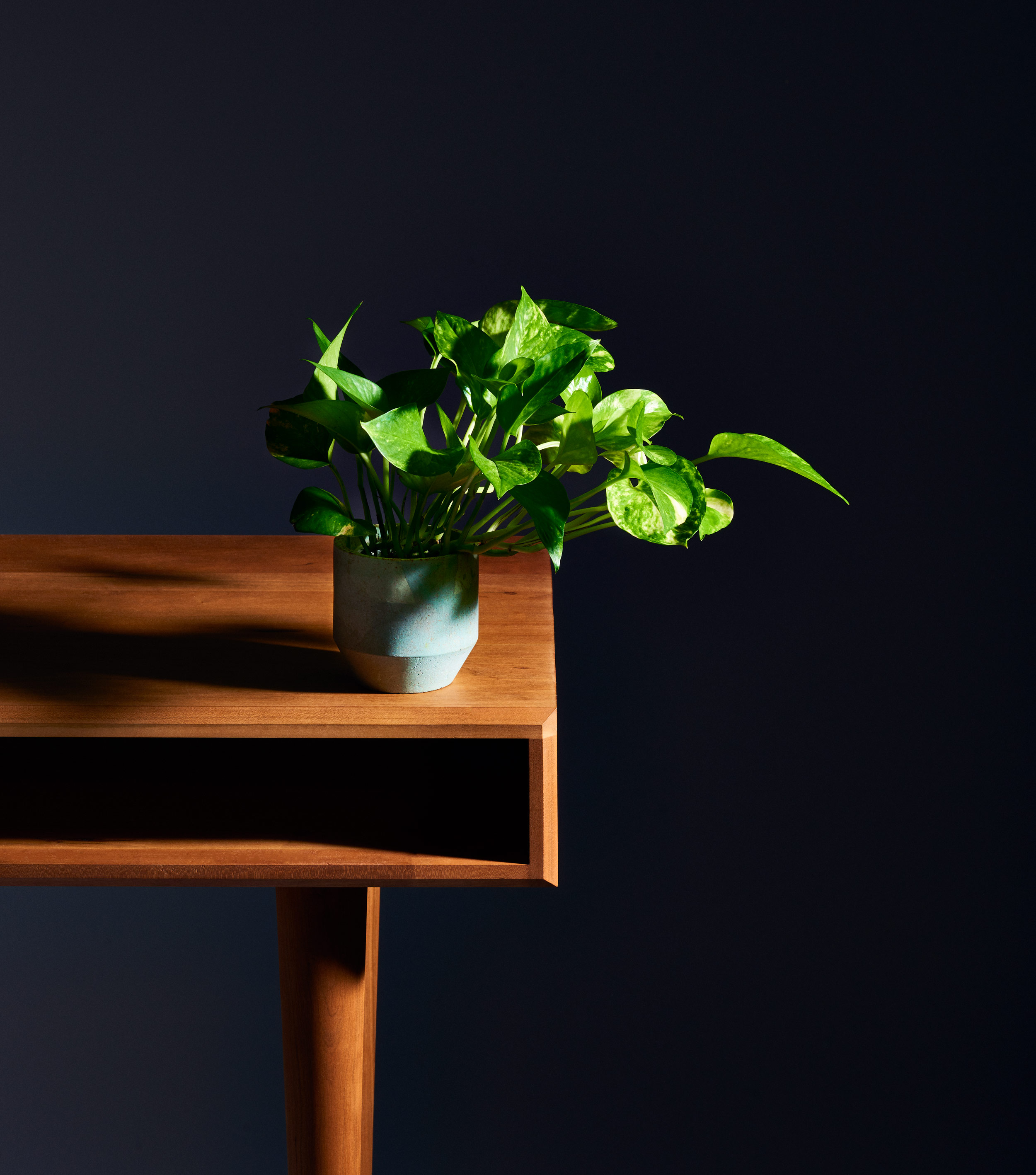Plants-and-Planters-Gear-Patrol-Small-FINAL.jpg