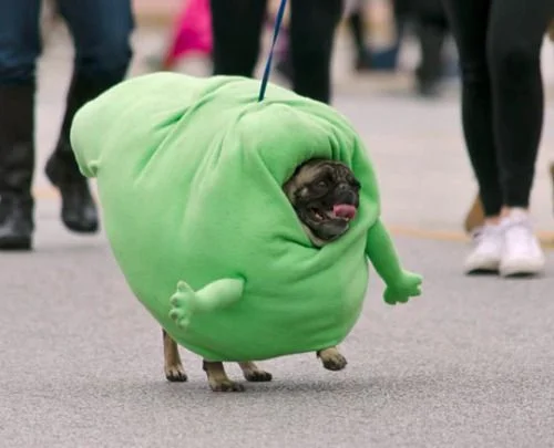 43af00b5414bb5e09824180ad6f45883--funny-halloween-costumes-dog-costumes.jpg