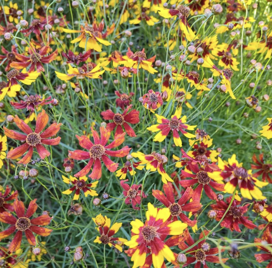 Tiger's Mix Coreopsis.jpg