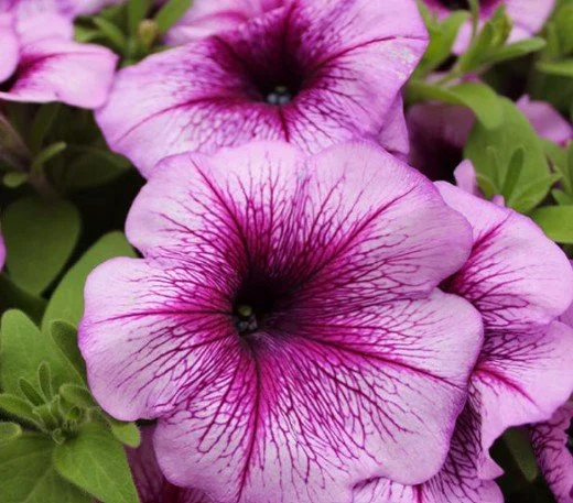 petunia.jpg