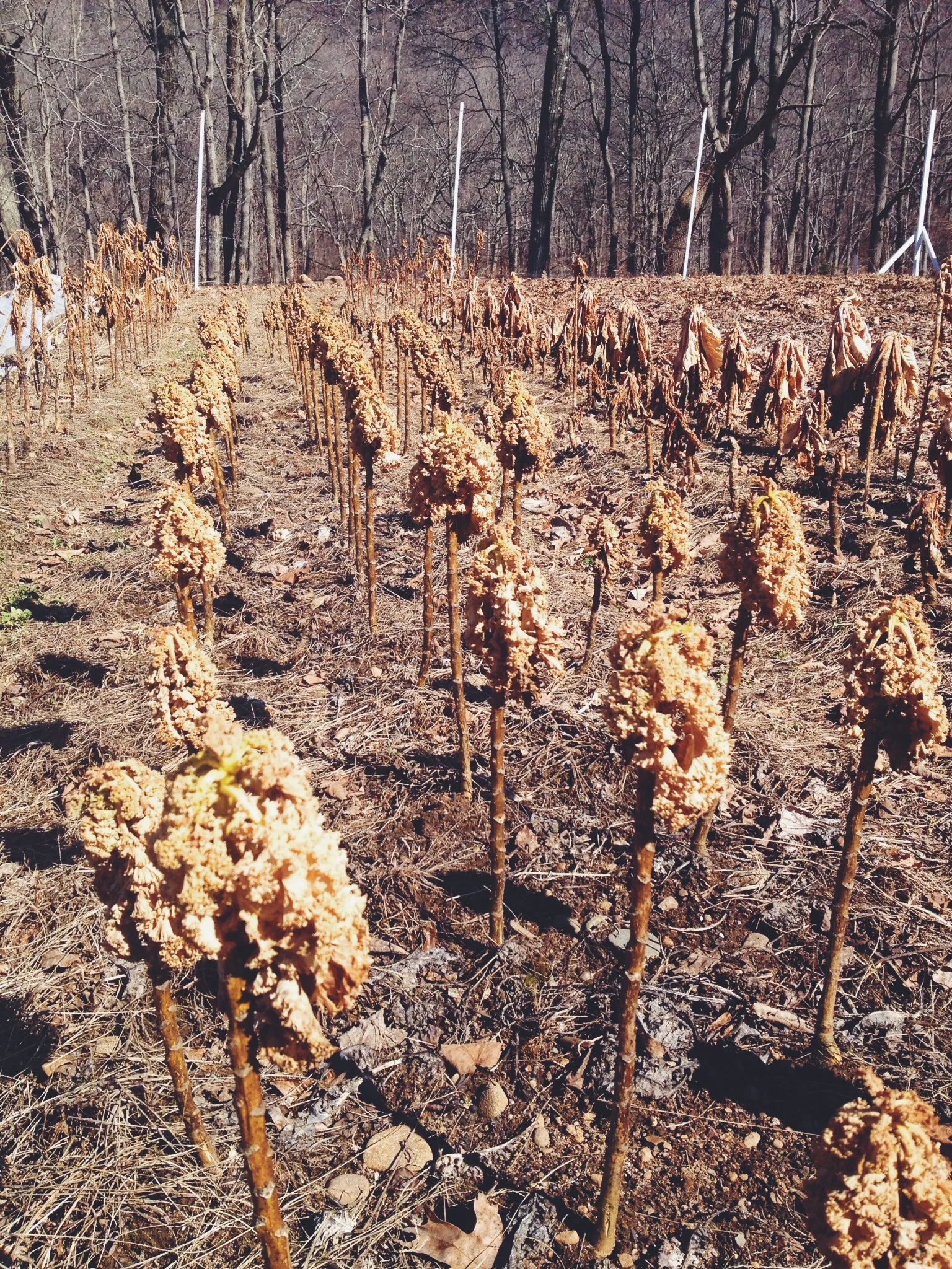 The ghost of last year's kale, haunting our upper field.