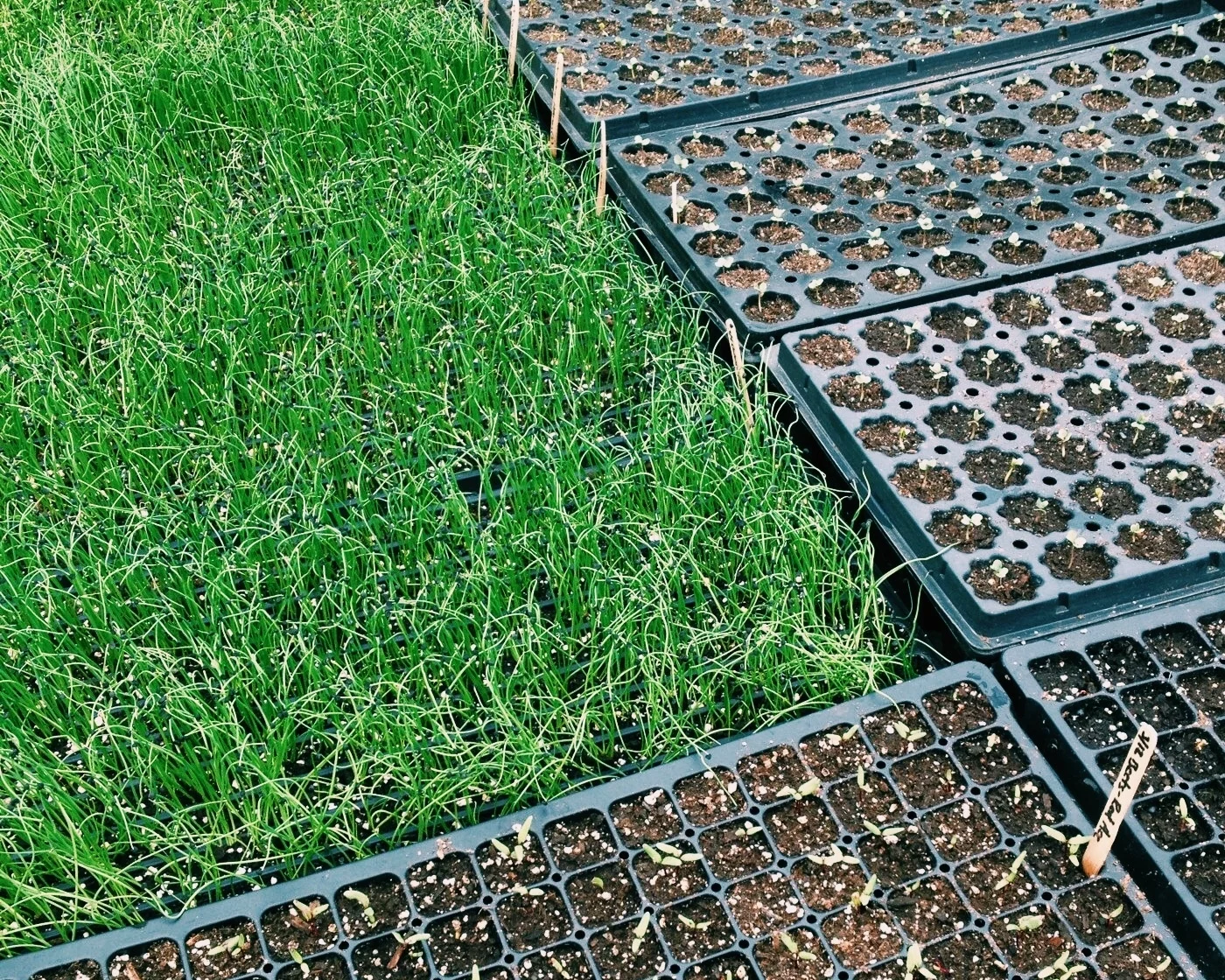Many tiny green promises.