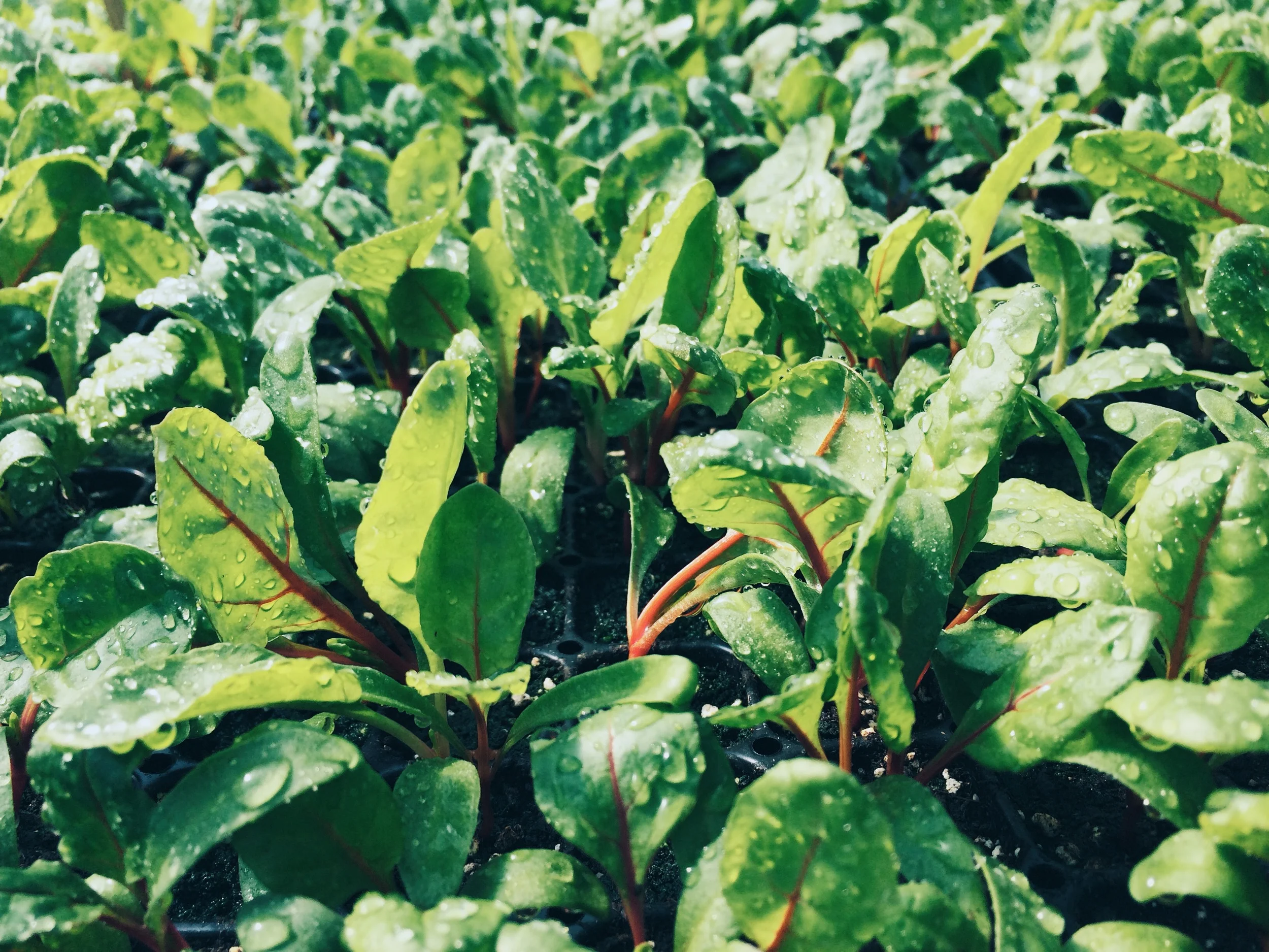 Baby chard in the greenhouse