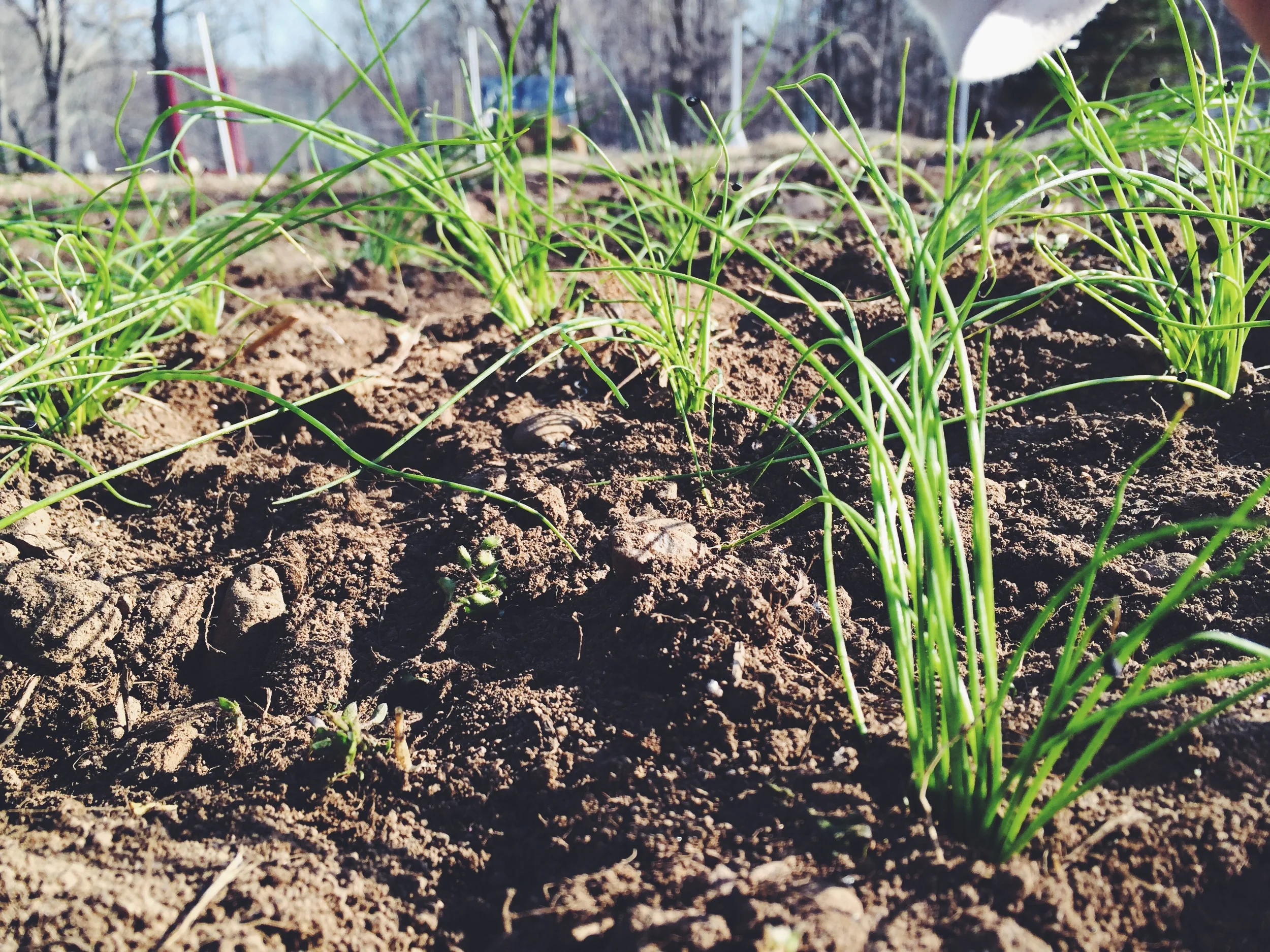 Scallions in the field