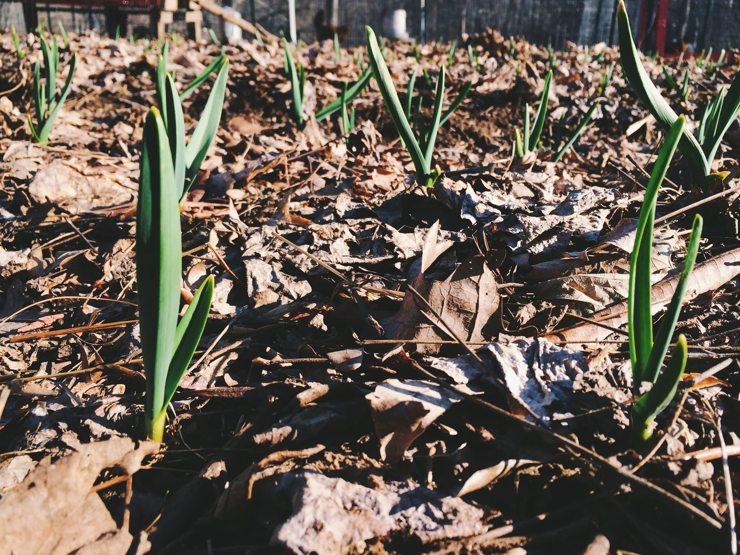 Garlic, confidently busting out of the leaf mulch that kept it protected all winter.