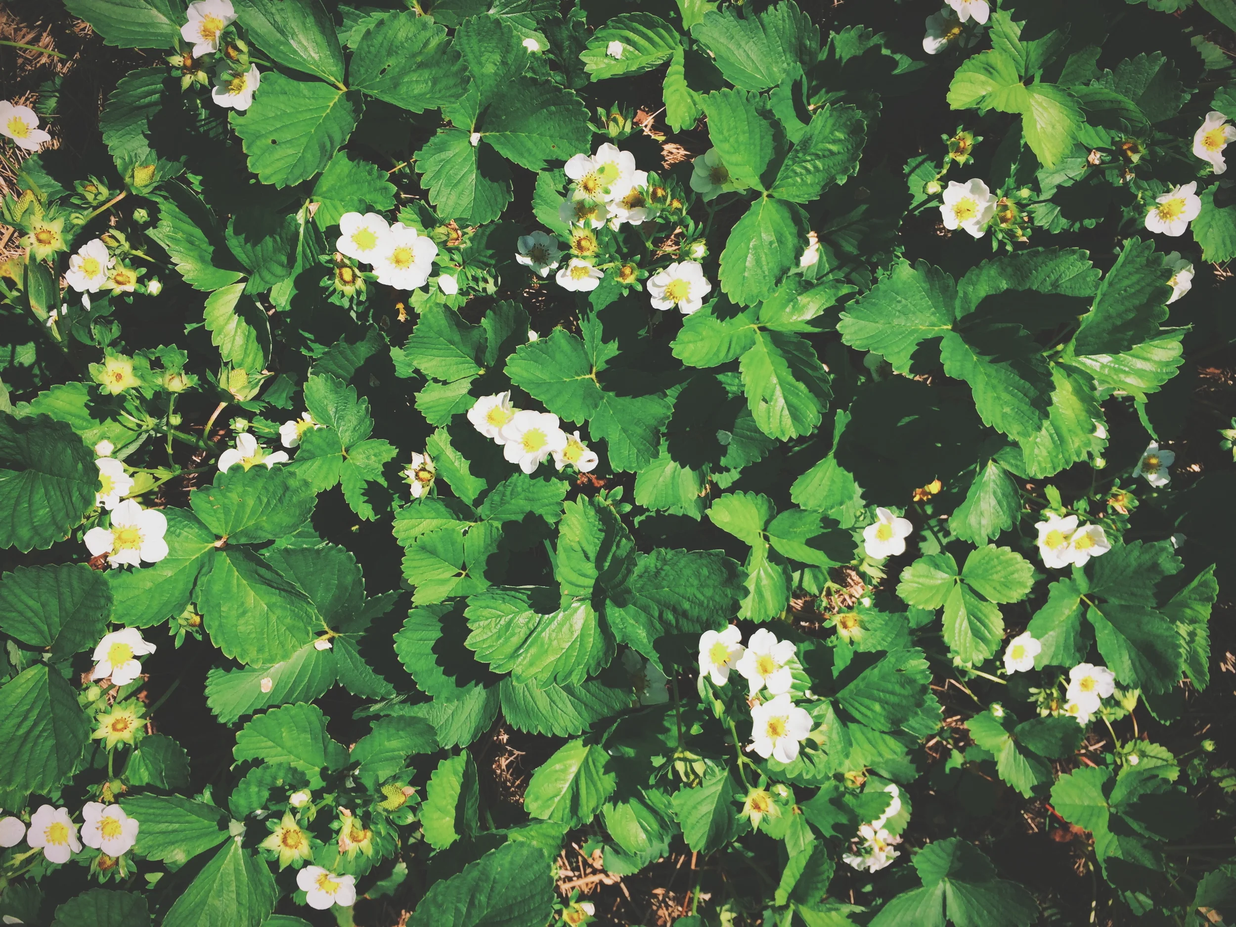 Strawberry flowers, green strawberries growing by the day.