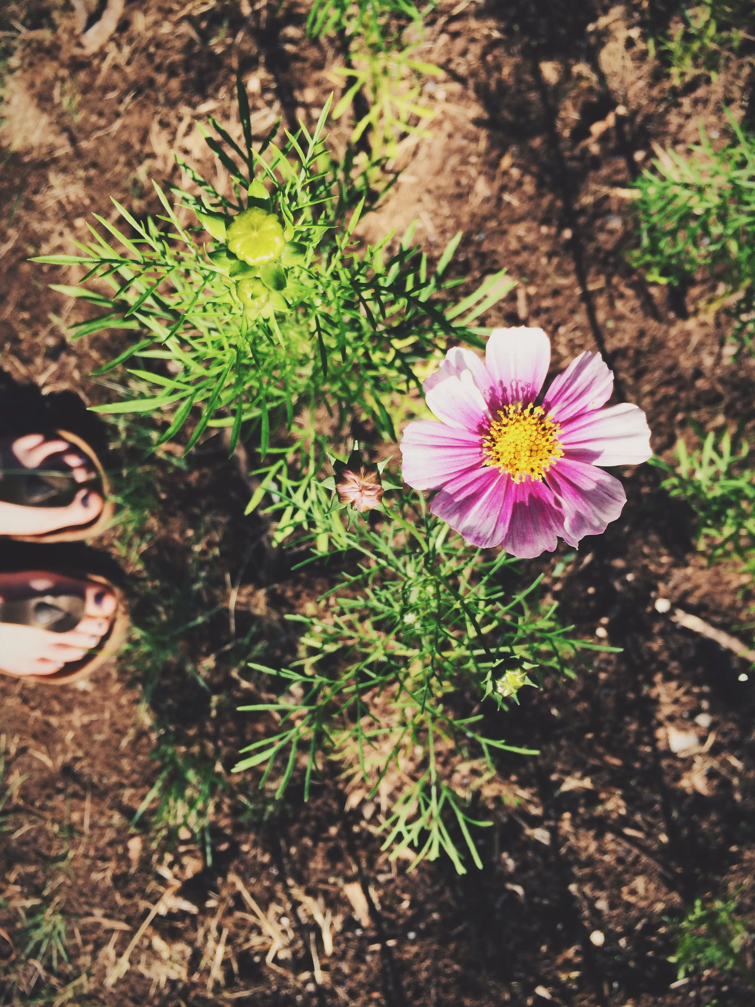 The first flower, a cosmo of course.