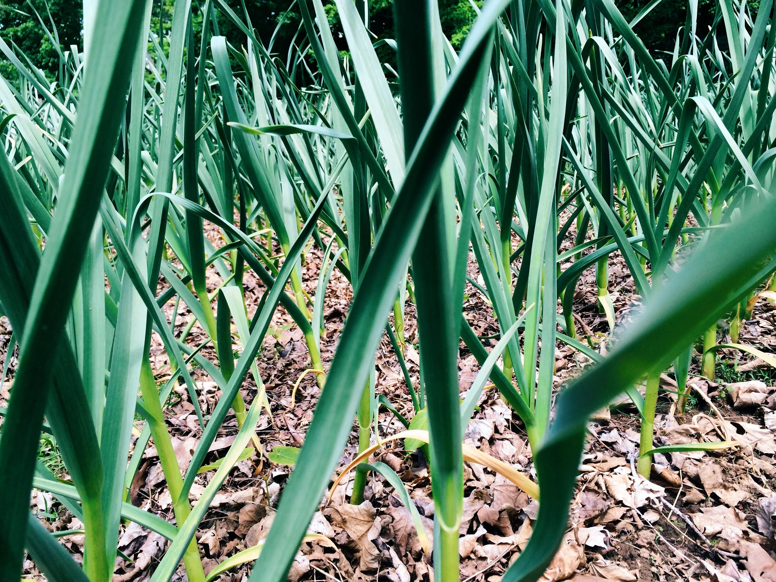 Garlic forest. We're checking for scapes every day, as they seemingly grow by the hour.