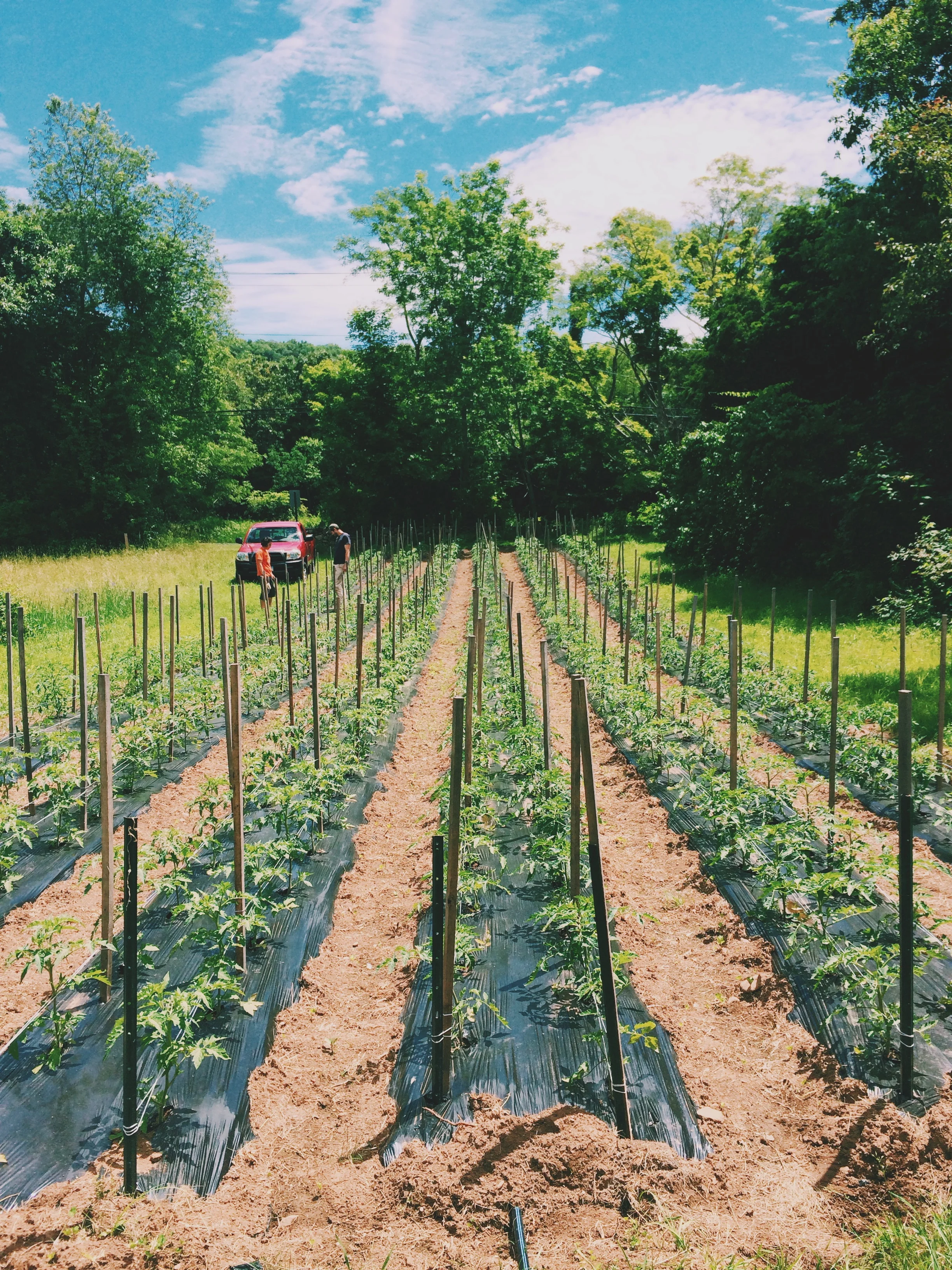 Our very own TomatoLand.