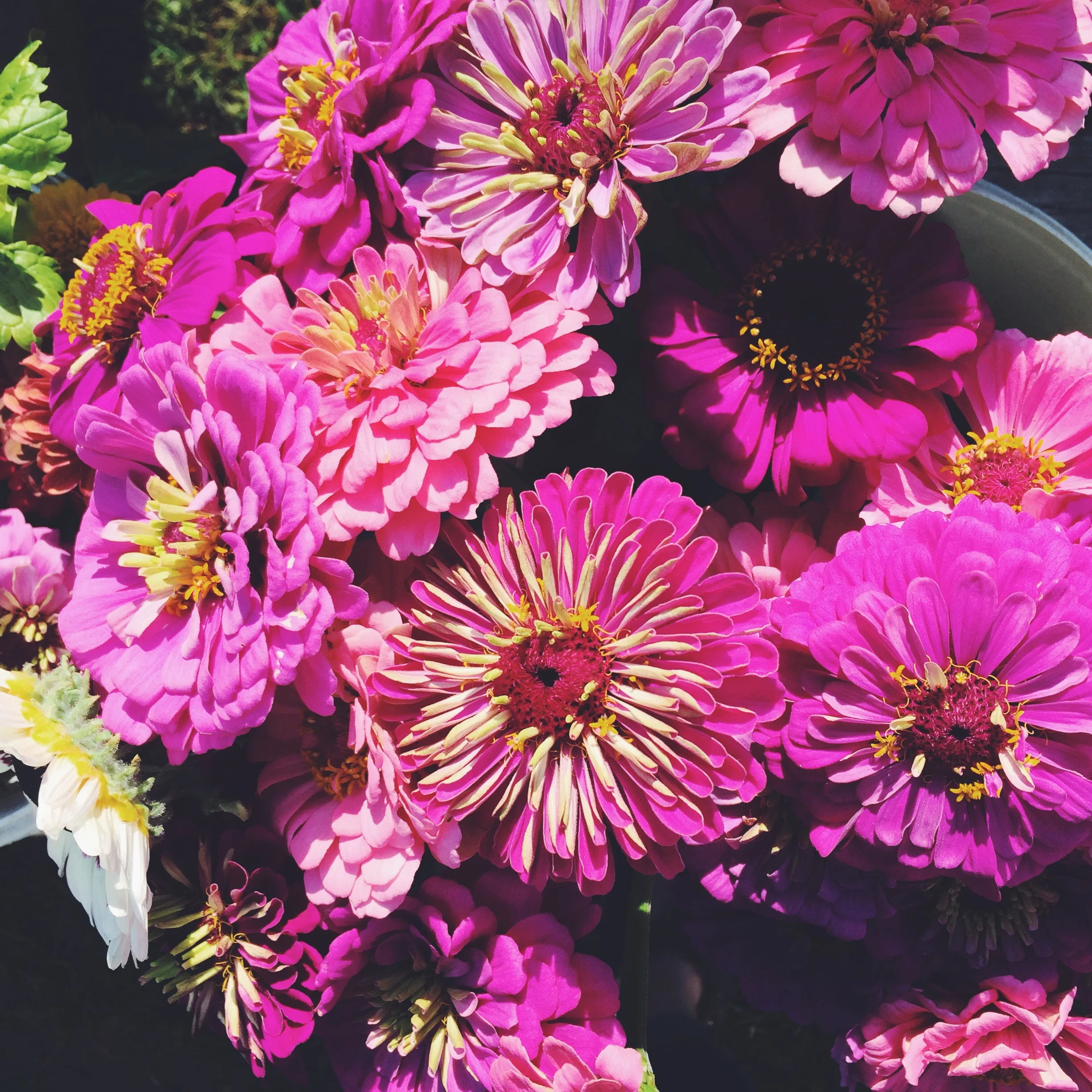 Summer blooms.