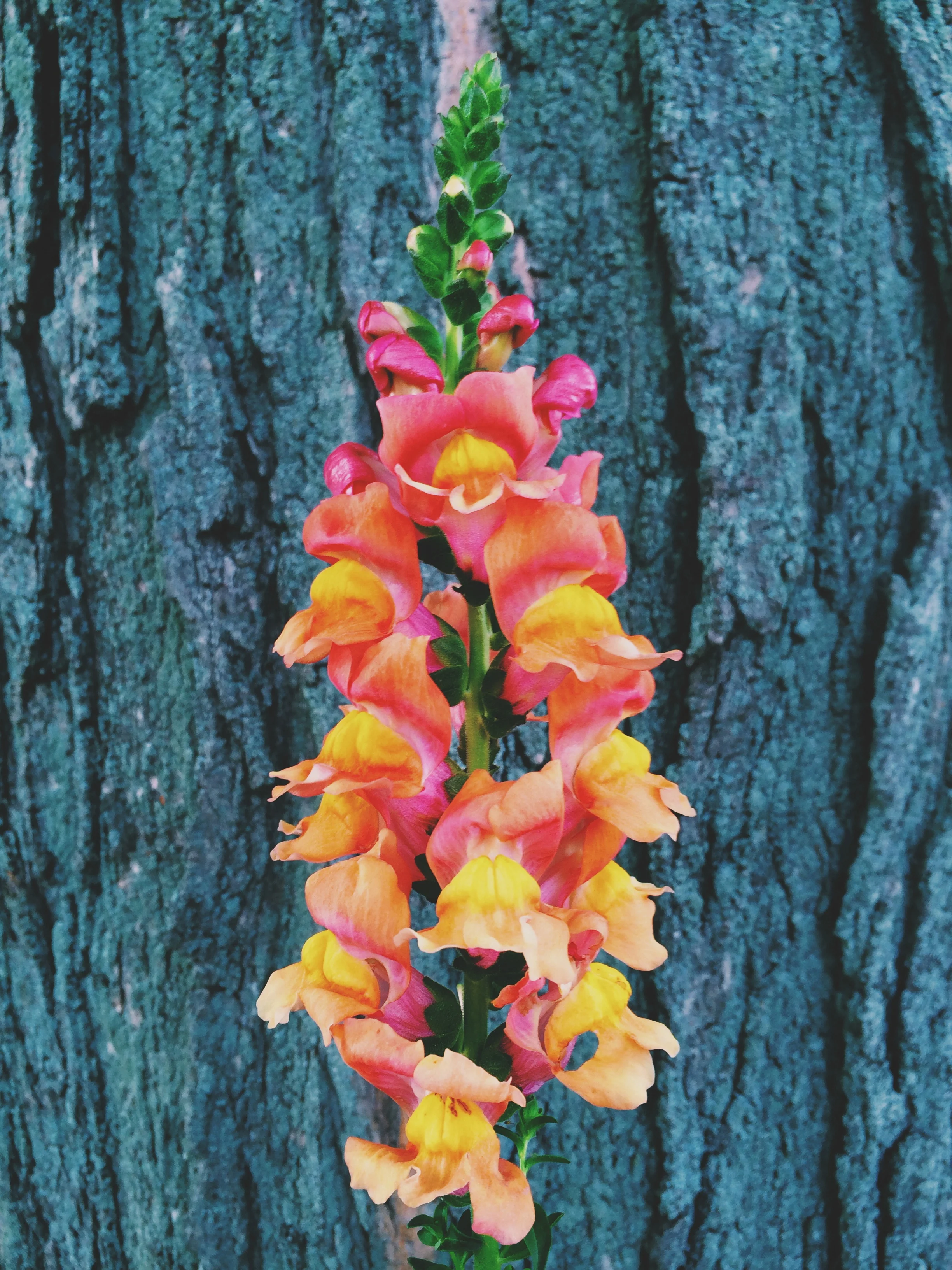 My all time favorite color of snap dragon - I've got two plants out there making me these beautiful stems. To die for, if you ask me.