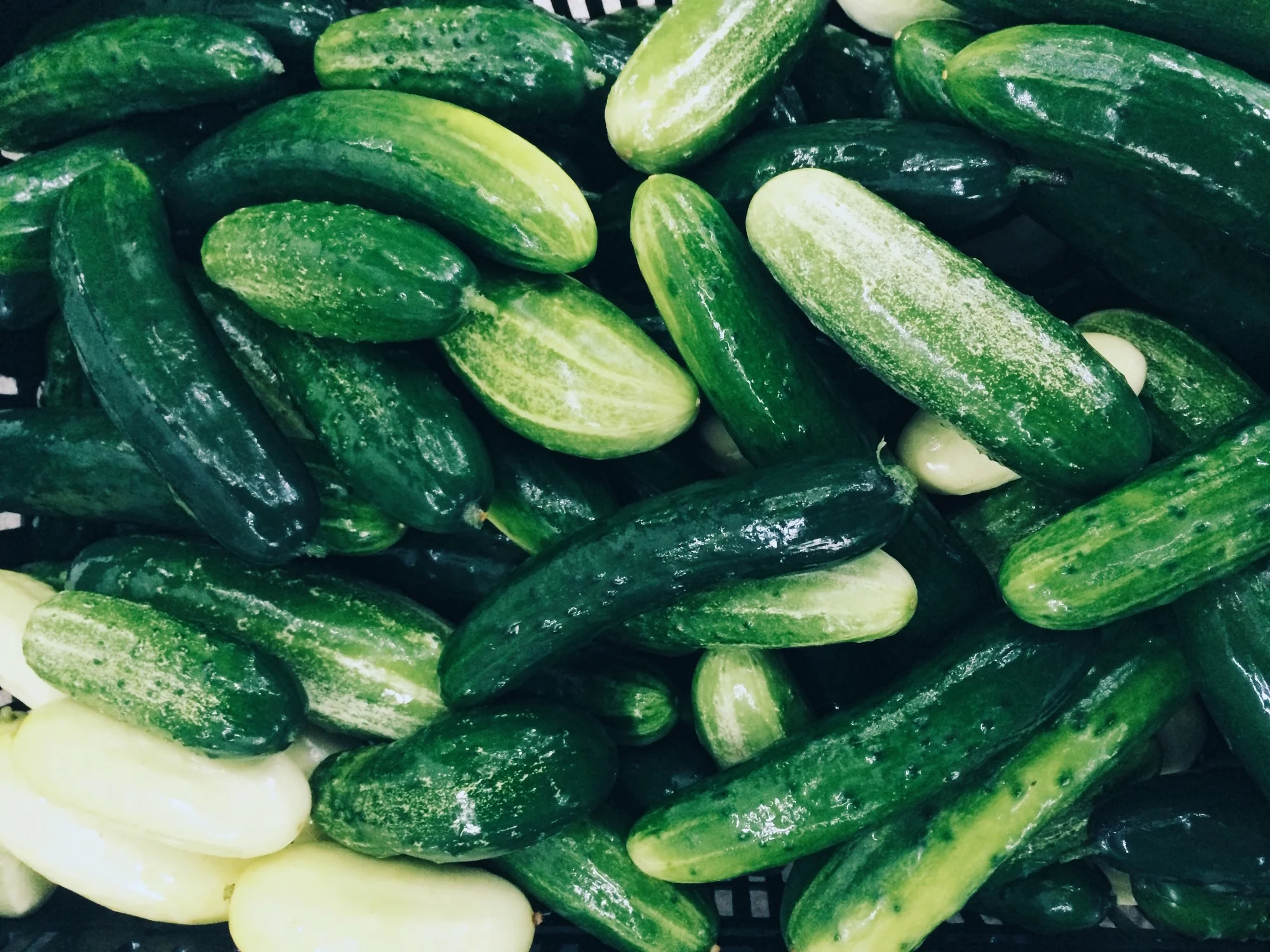 Picklers and Salt + Pepper cucumbers