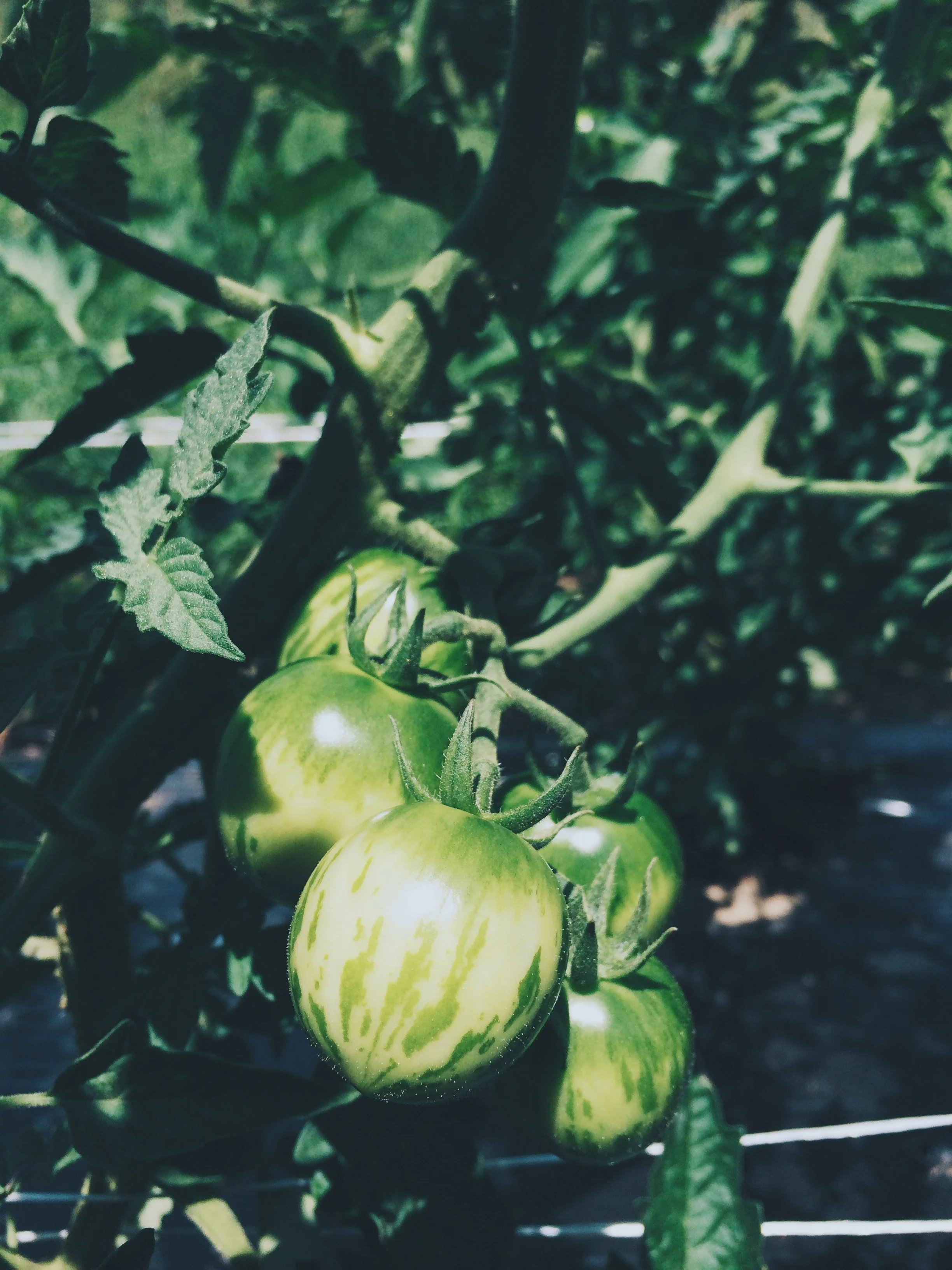 While we toil away on all sorts of chaotic July tasks, the tomatoes grow quietly and steadily, laying in wait, getting ready to ripen. We're SO ready.