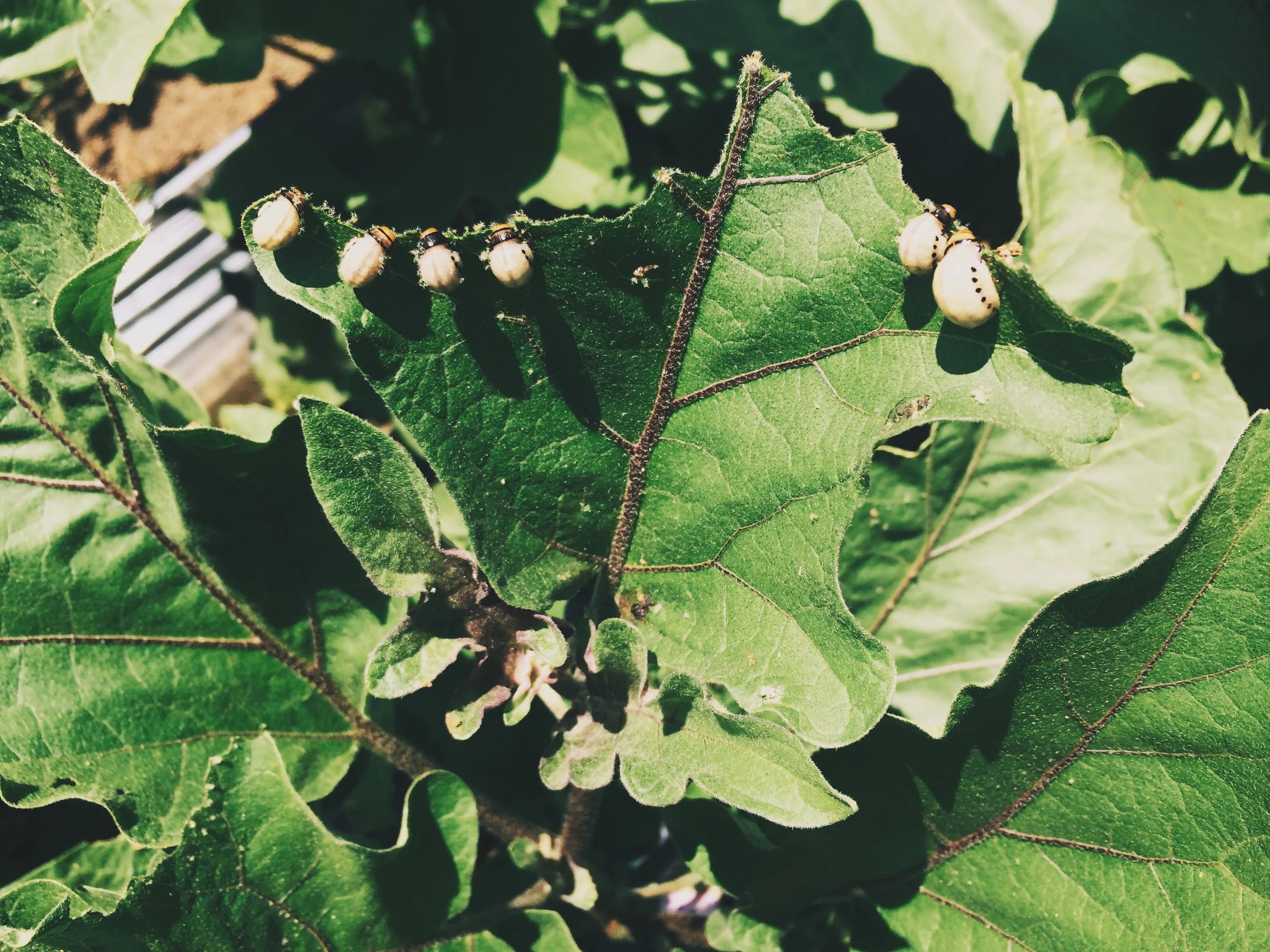 A harsh reality of farming without pesticides: when the eggplants get overrun with Colorado Potato Beetles, the only thing to do is slowly walk the rows and systematically smush them with dirty fingers.