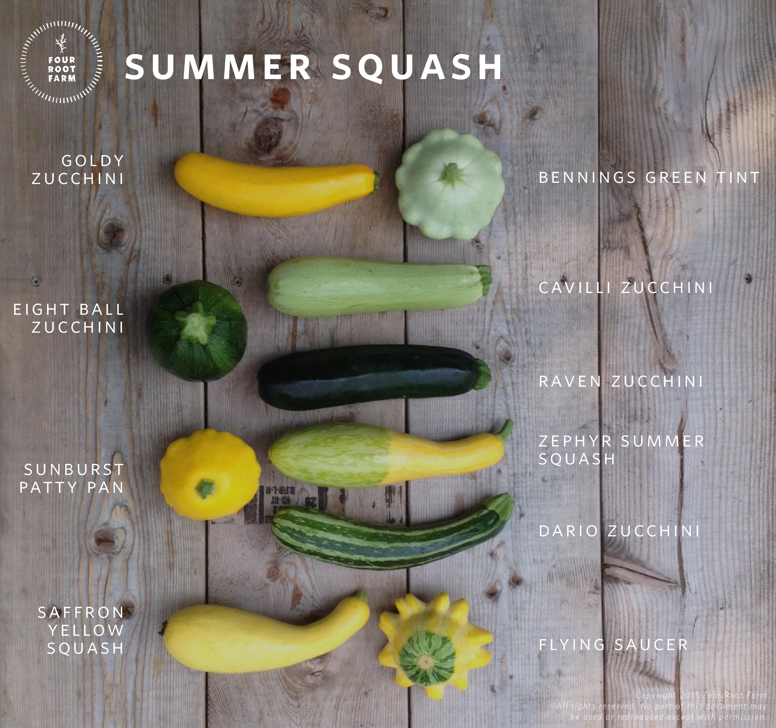 Graphic_Summer Squash Revised-01.jpg