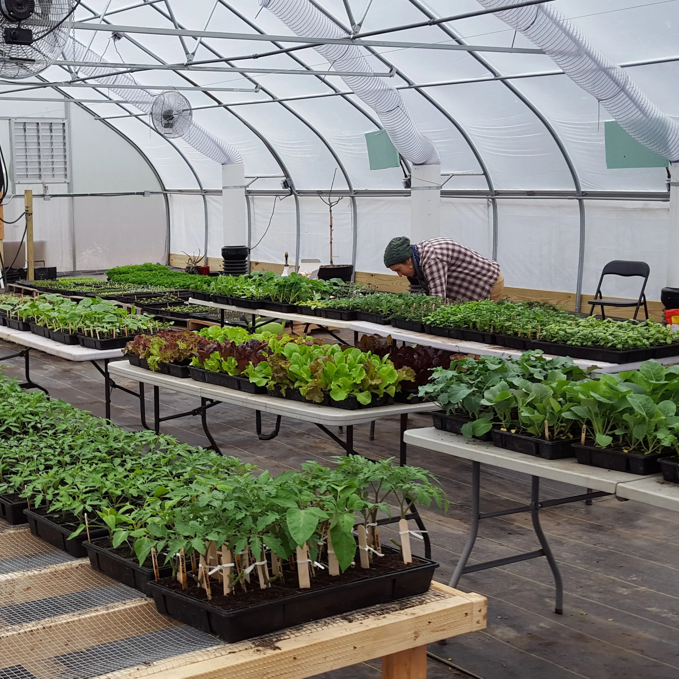 The greenhouse, filling up and very organized.