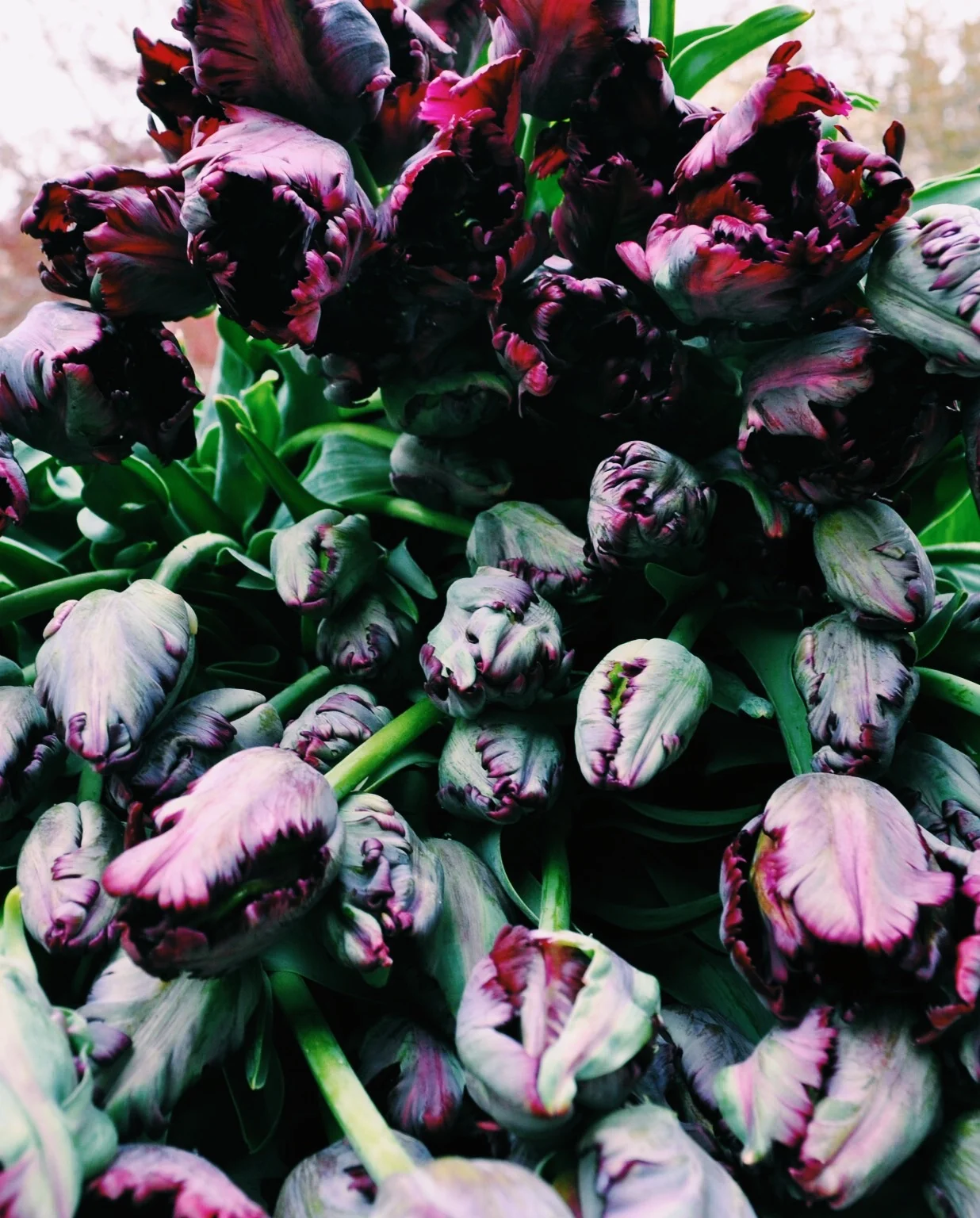 Black parrot tulips, I mean seriously?!