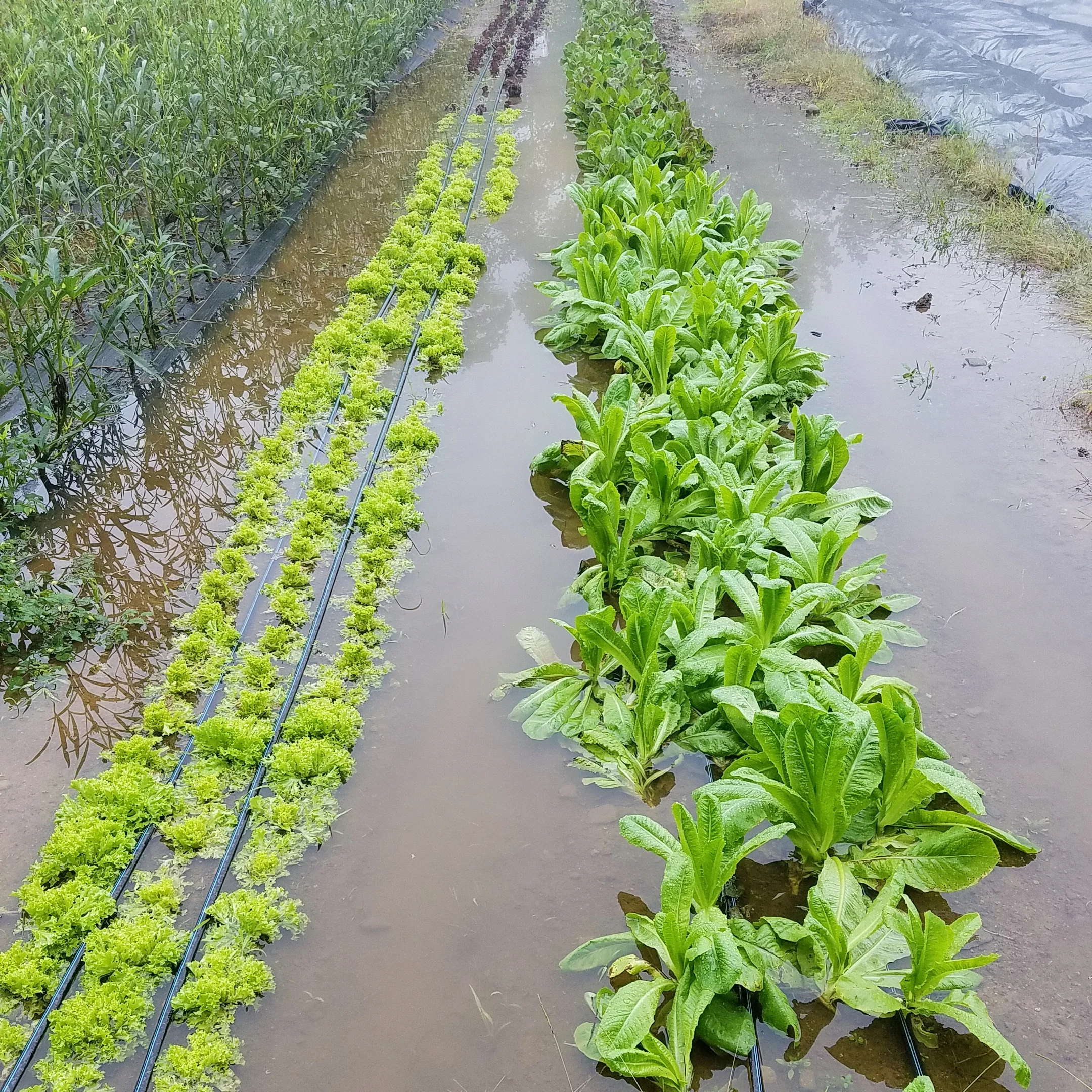 I guess we have hydroponic lettuce now