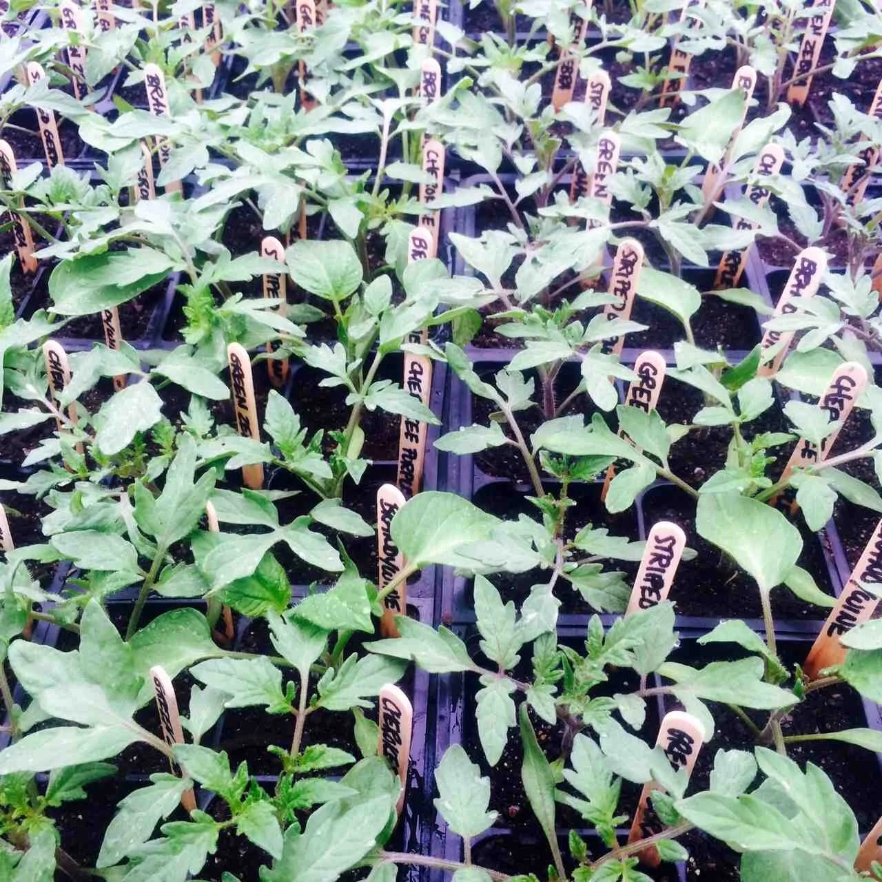 Tomato seedlings.jpg