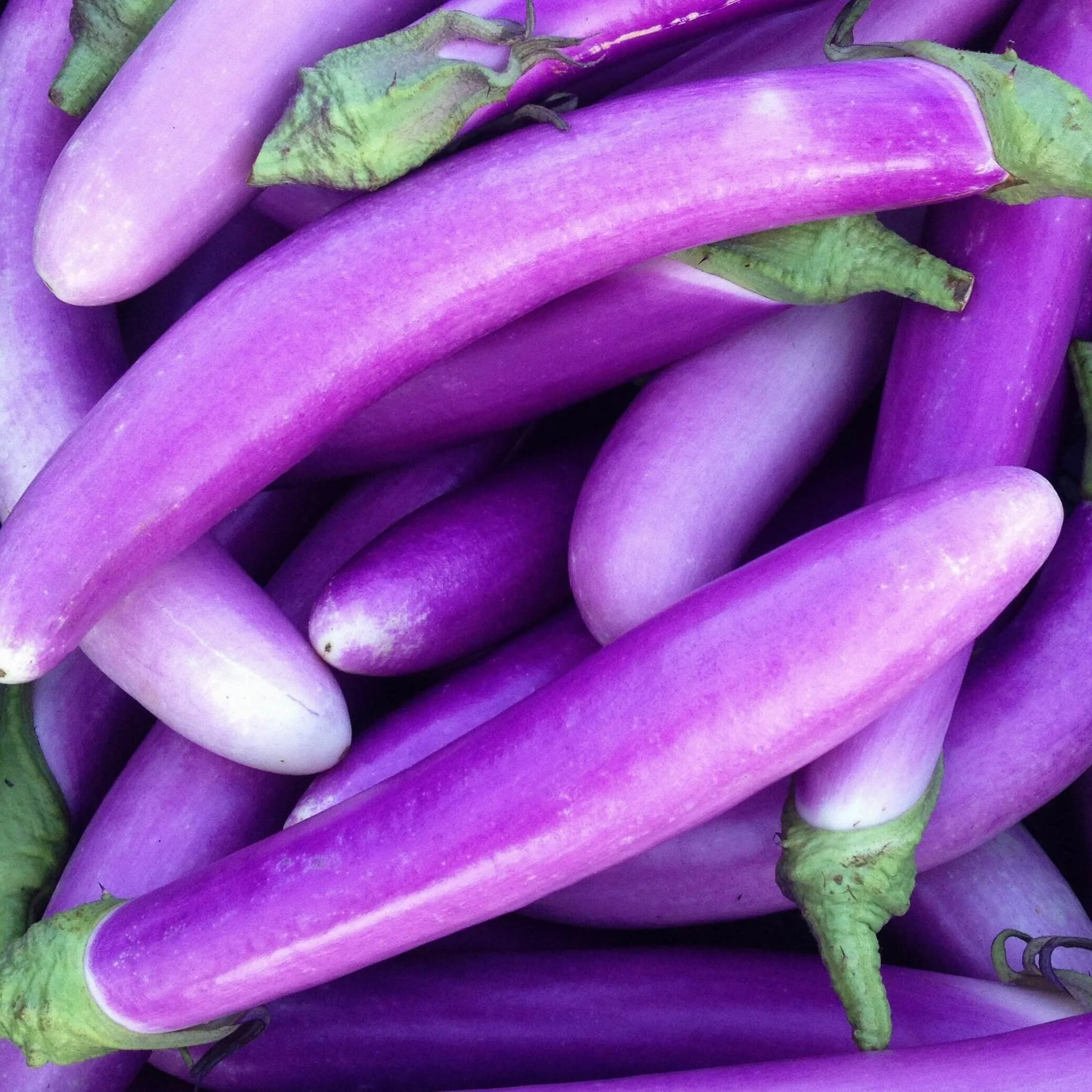 Eggplants - Orient Charm.JPG