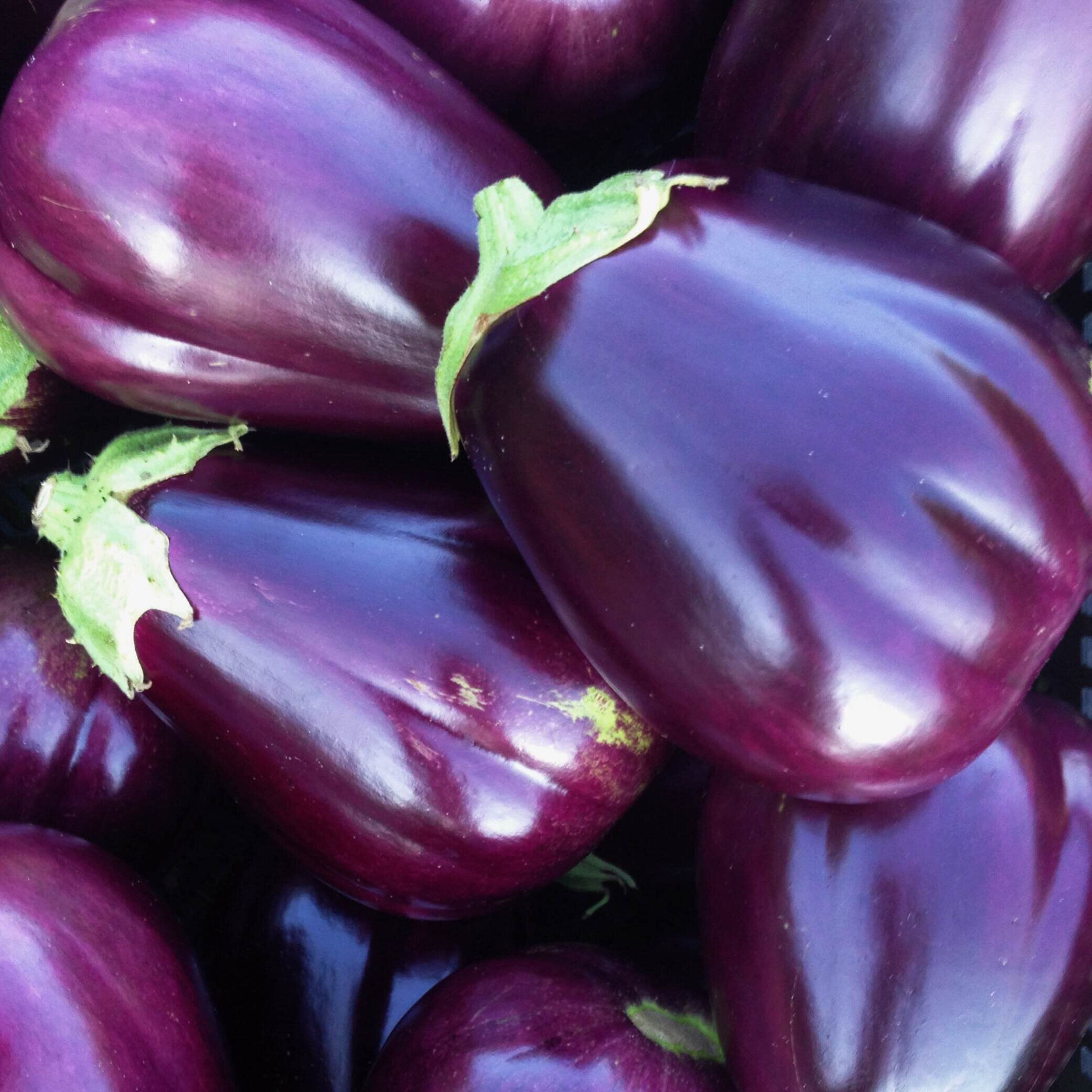 Eggplants - Black Beauty.JPG