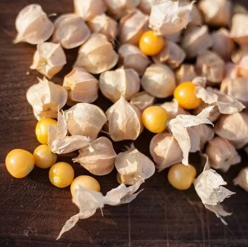 Ground cherry.jpg