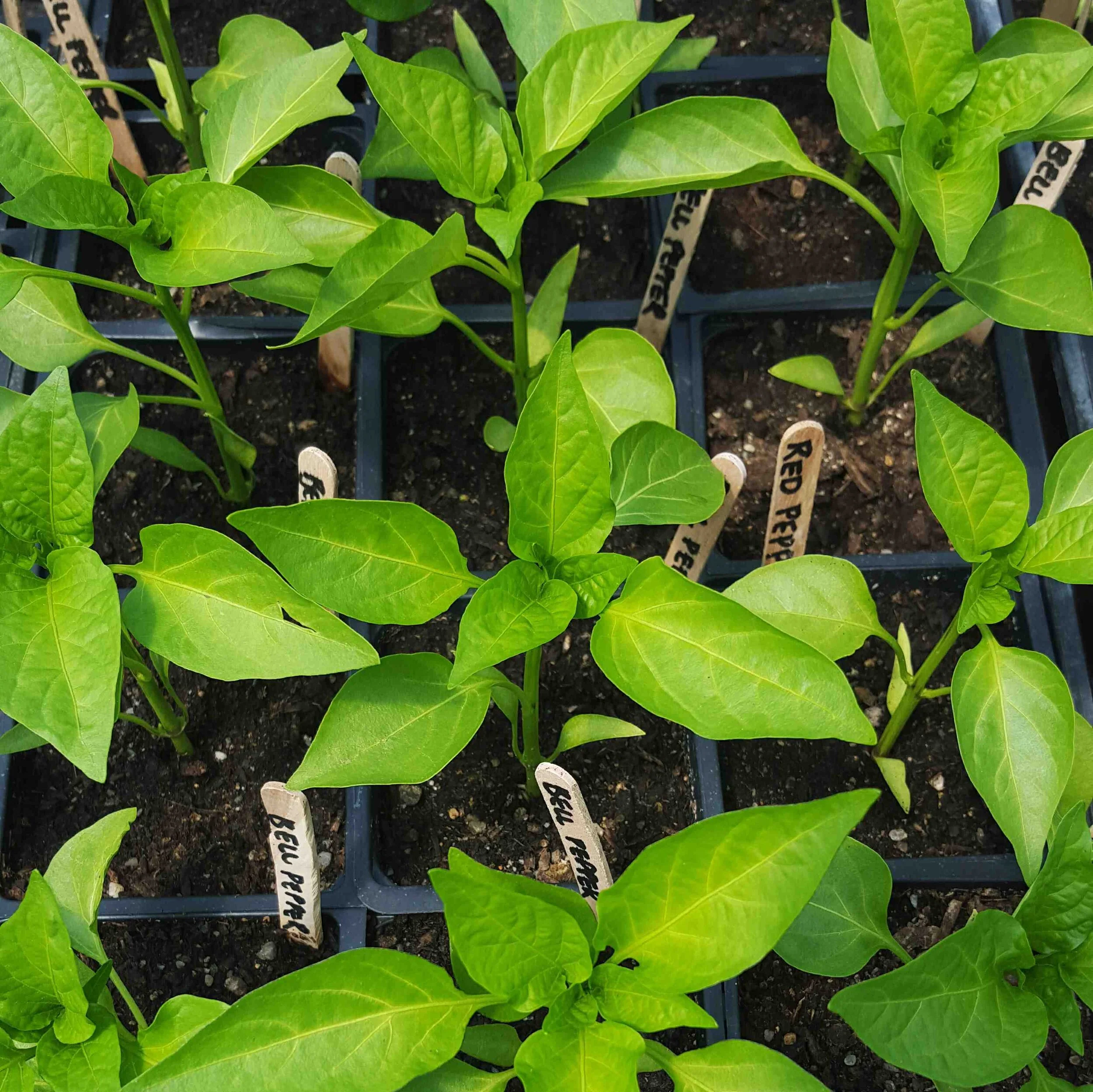 Pepper seedlings.jpg