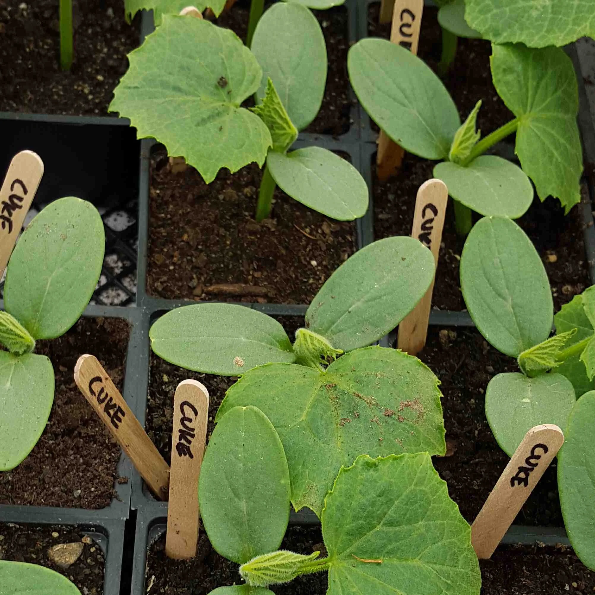 Cucumber seedlings.jpg