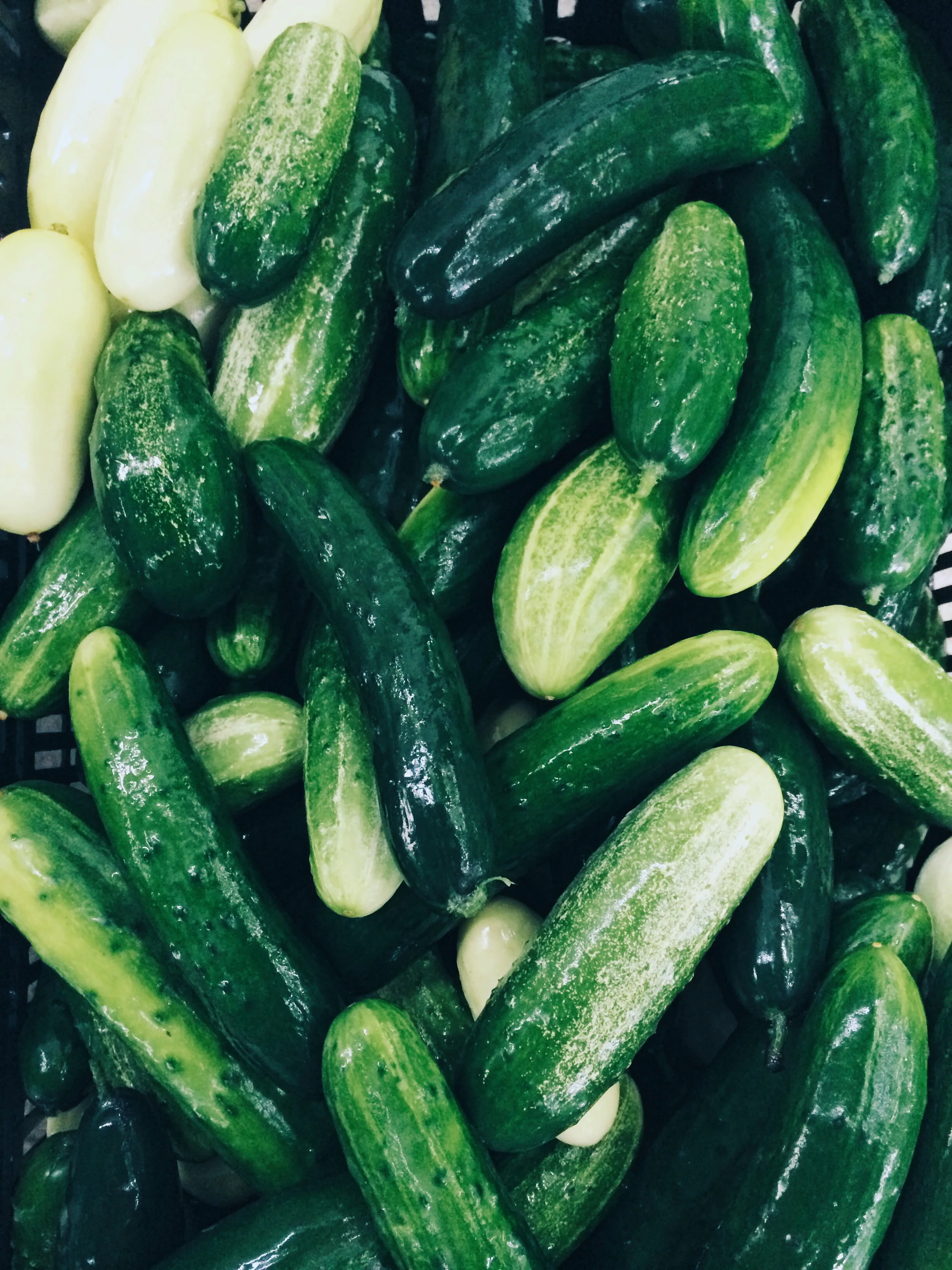 Cucumbers.jpg