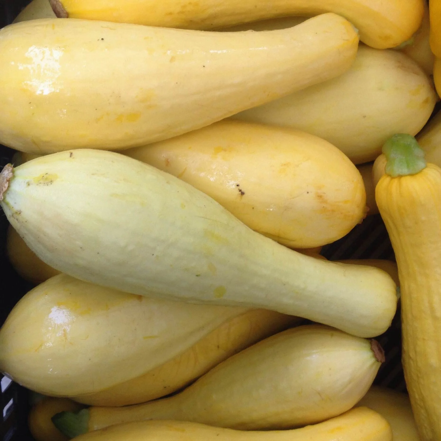 Summer Squash - Yellow Squash.JPG
