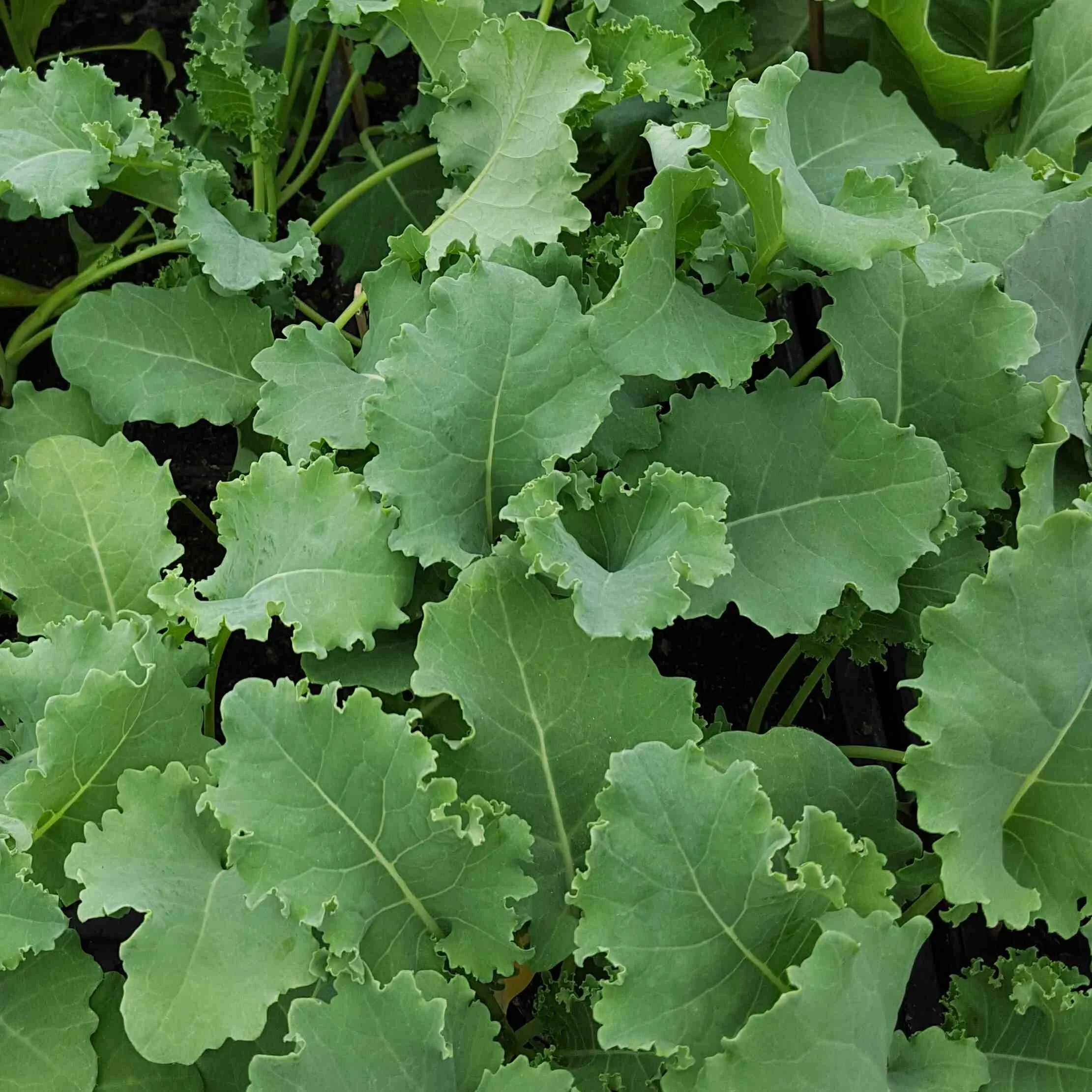 Kale seedlings.jpg
