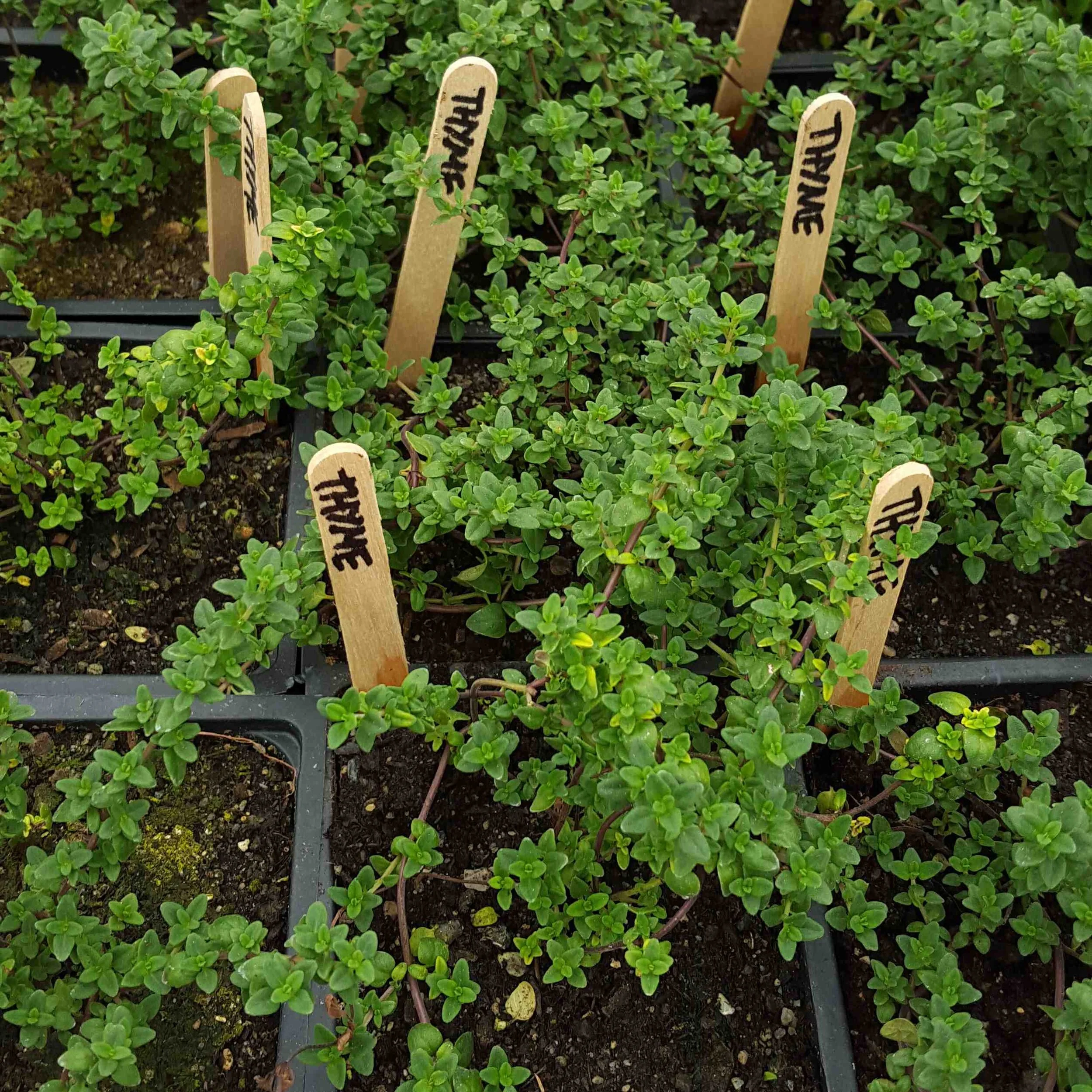 Thyme seedlings.jpg