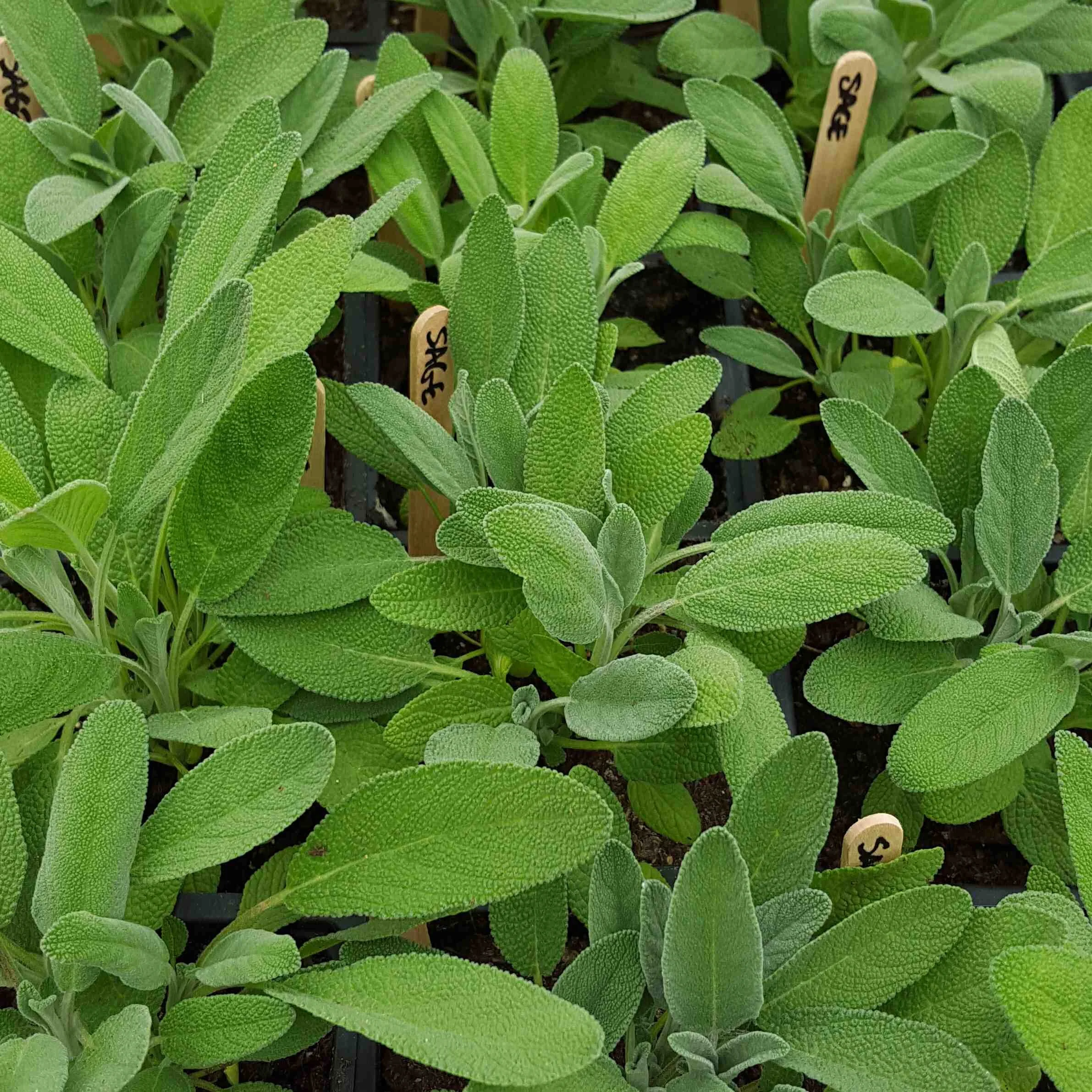Sage seedlings.jpg
