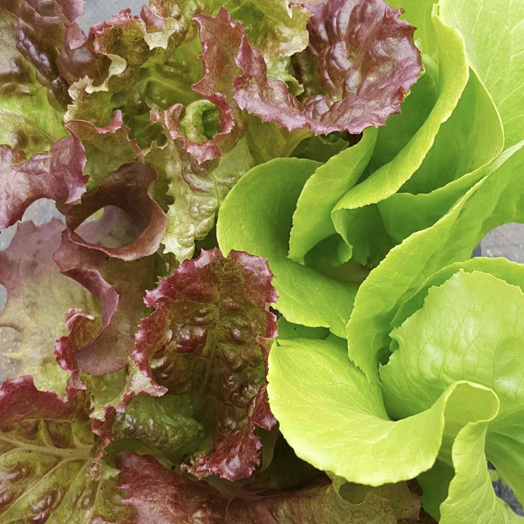 Lettuce+seedlings.jpg