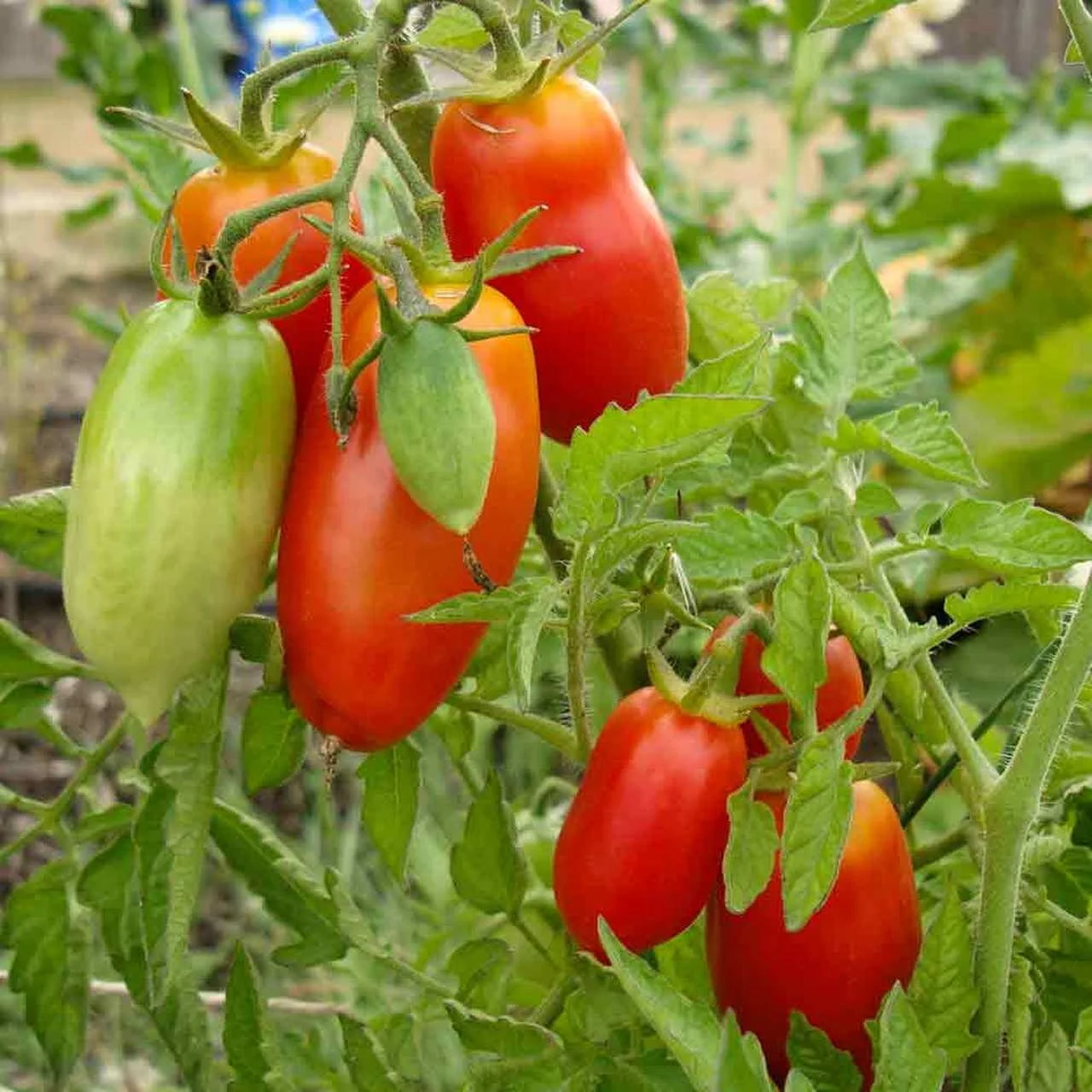 San Marzano.jpg