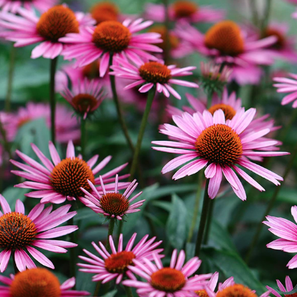 Echinacea Purpurea.png