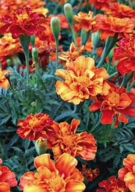 Marigold - French Brocade.png