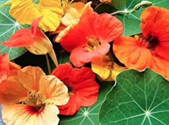 Nasturtium Kaleidoscope Mix.png