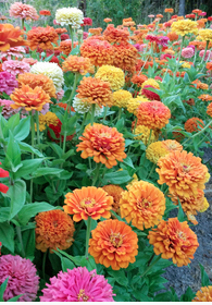 Zinnia - Jim Baggett's Choice Mix .png
