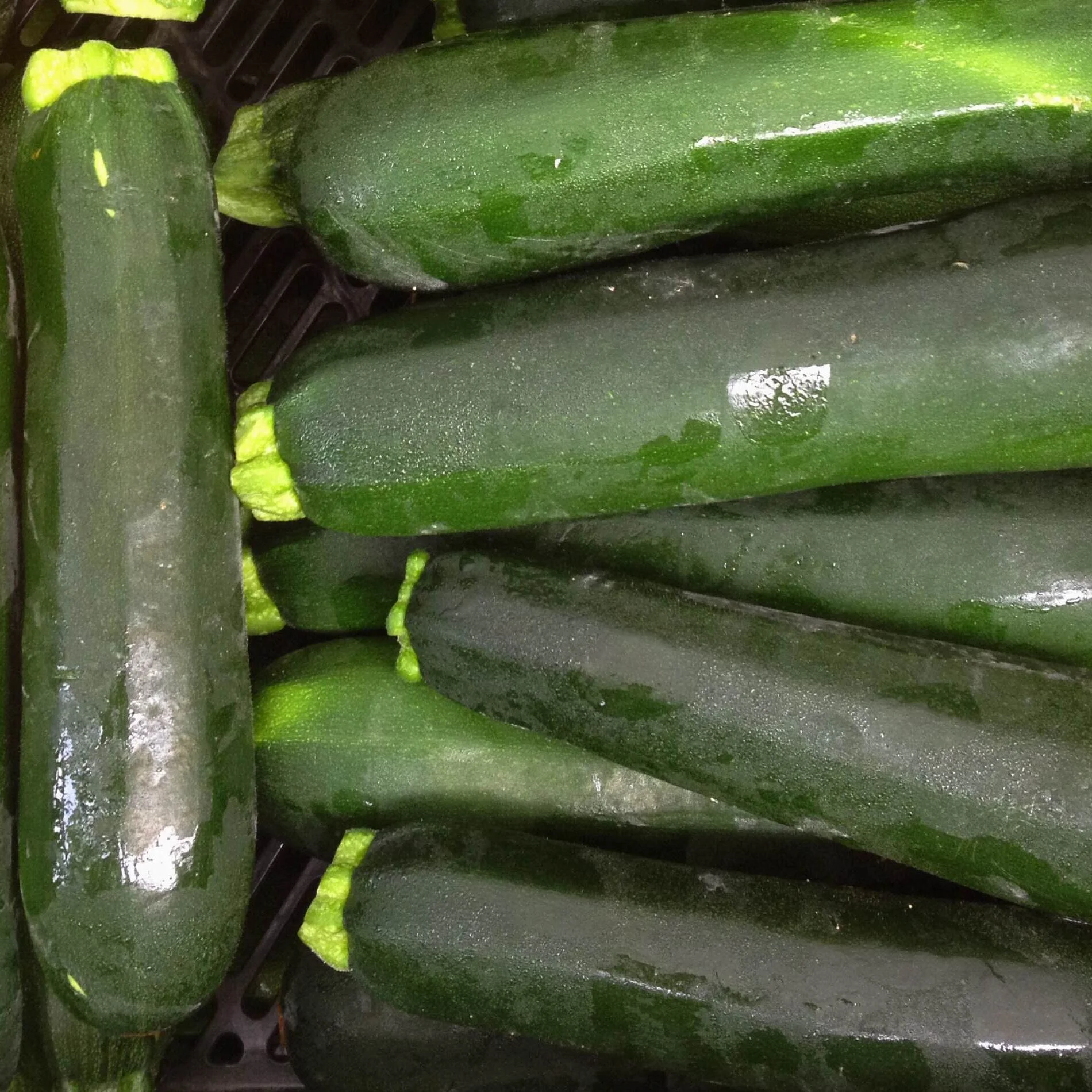 Summer Squash - Zucchini.JPG