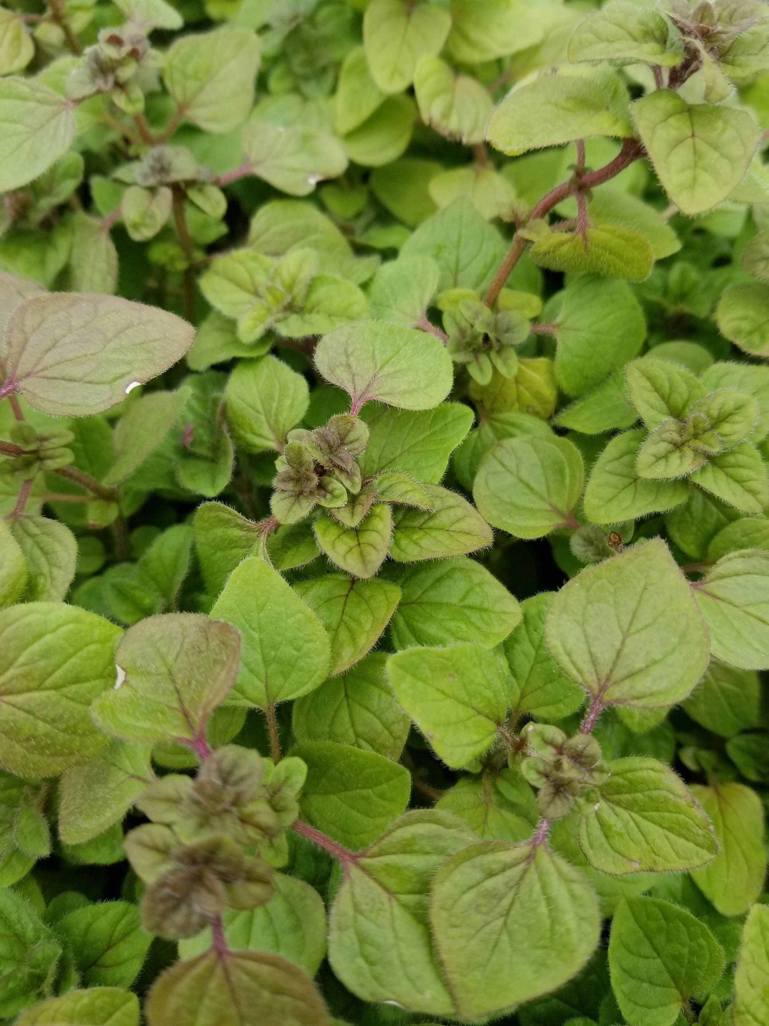 Oregano seedlings.jpg