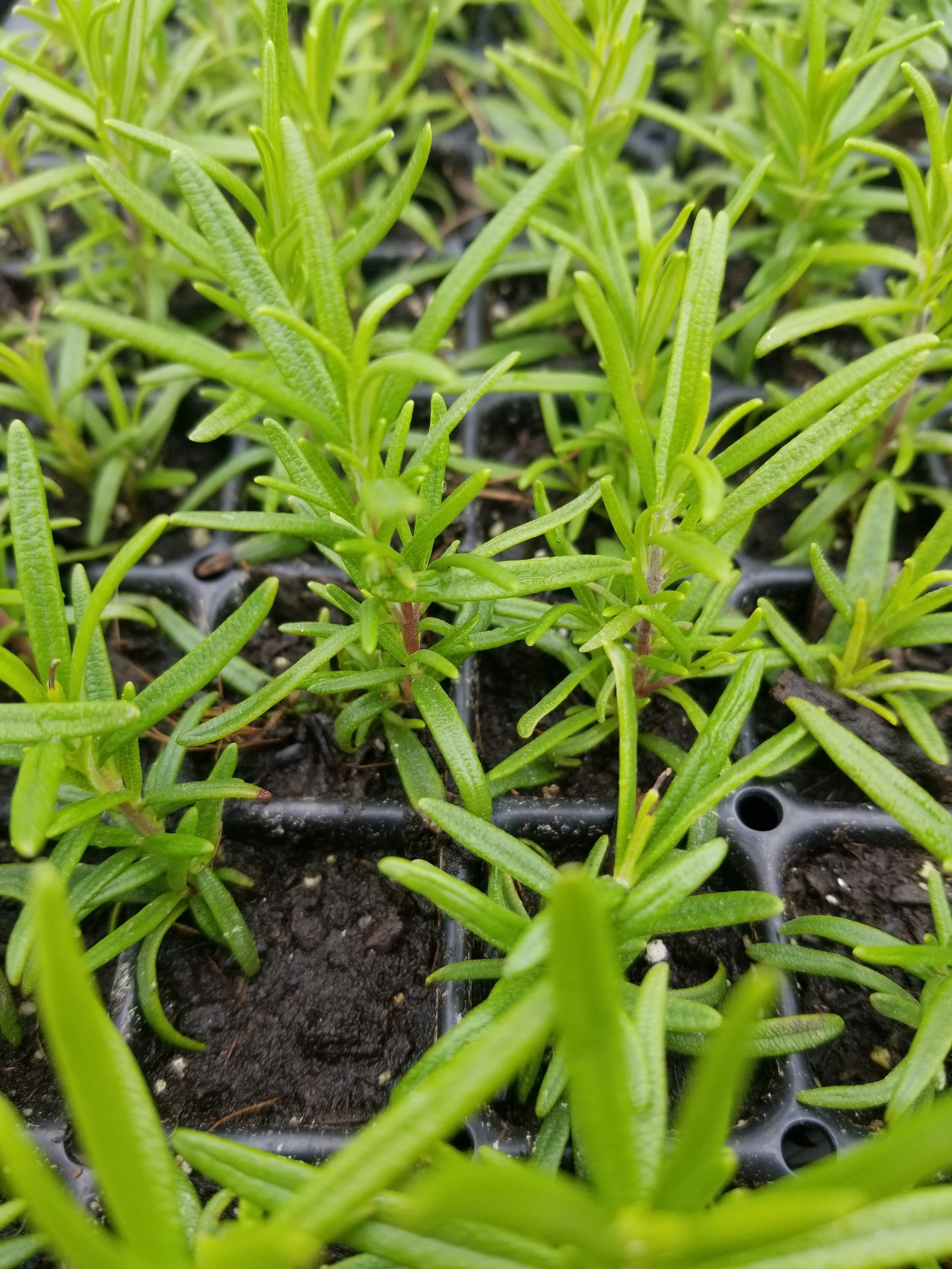 Rosemary seedlings.jpg