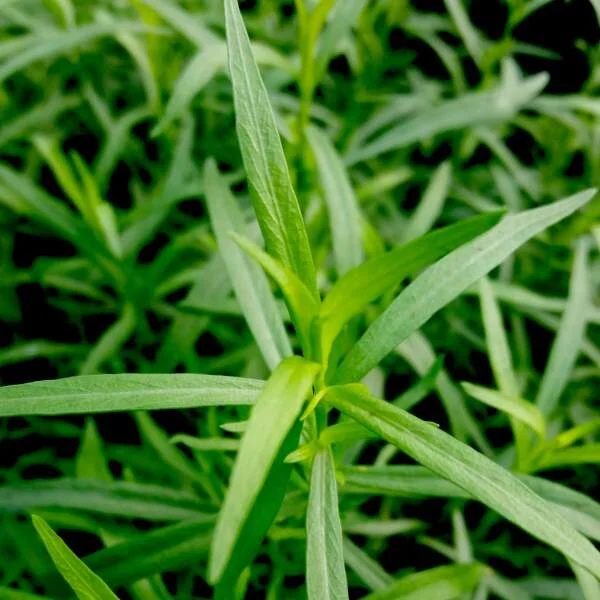 herb-french-tarragon.jpg