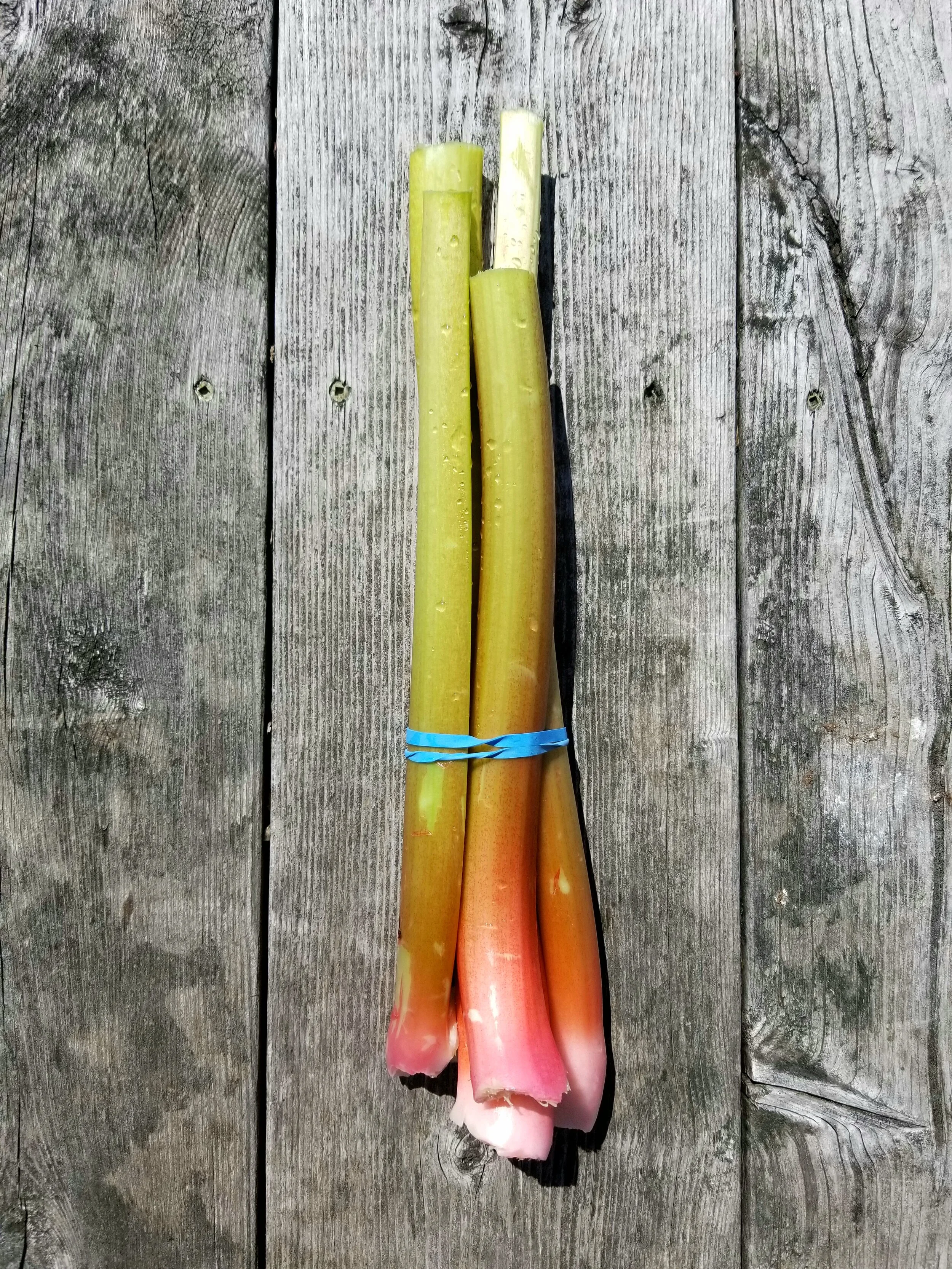 Rhubarb.jpg